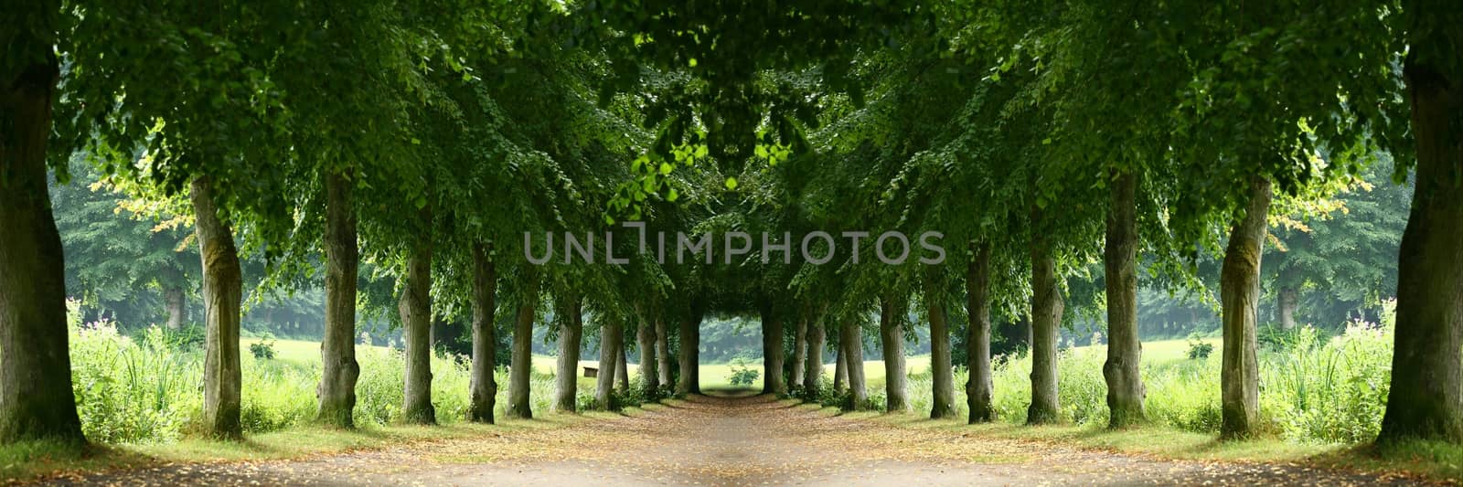 Trees alley in a park in Denmark (manipulated)