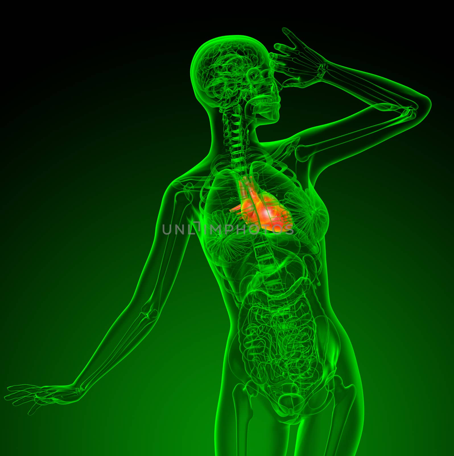 3d render medical illustration of the heart - front view