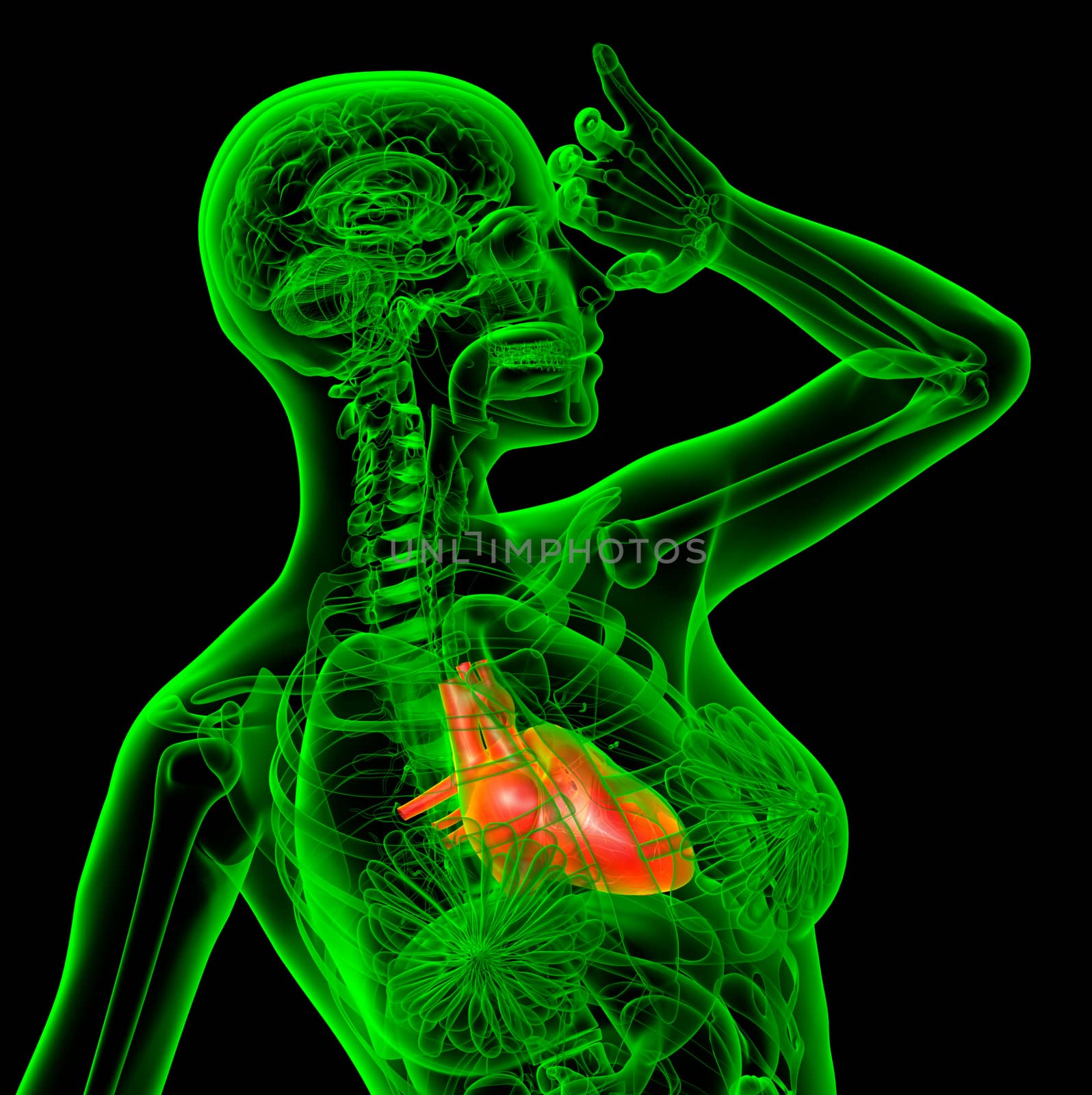 3d render medical illustration of the heart - side view