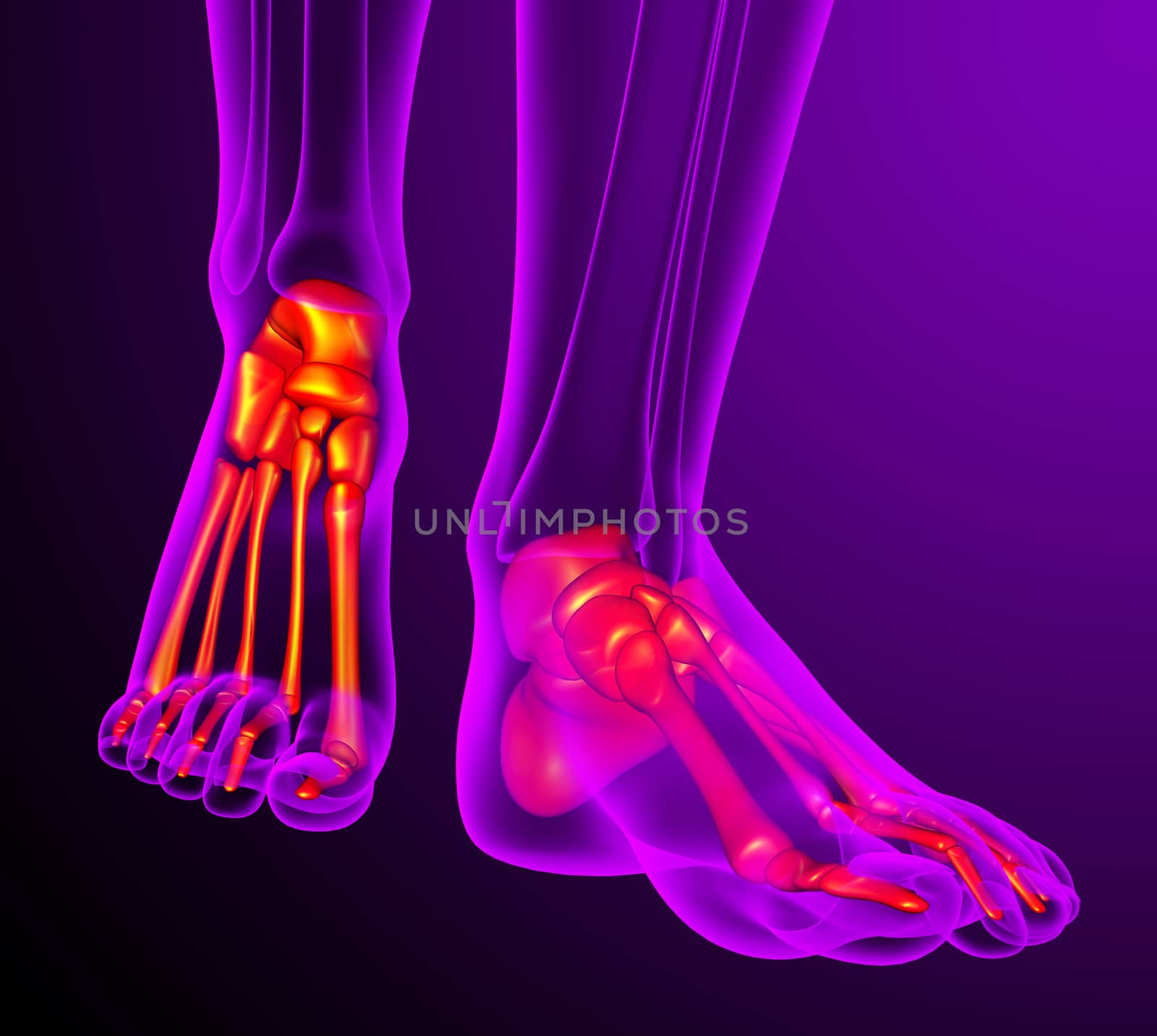3d render medical illustration of the feet bone - front view