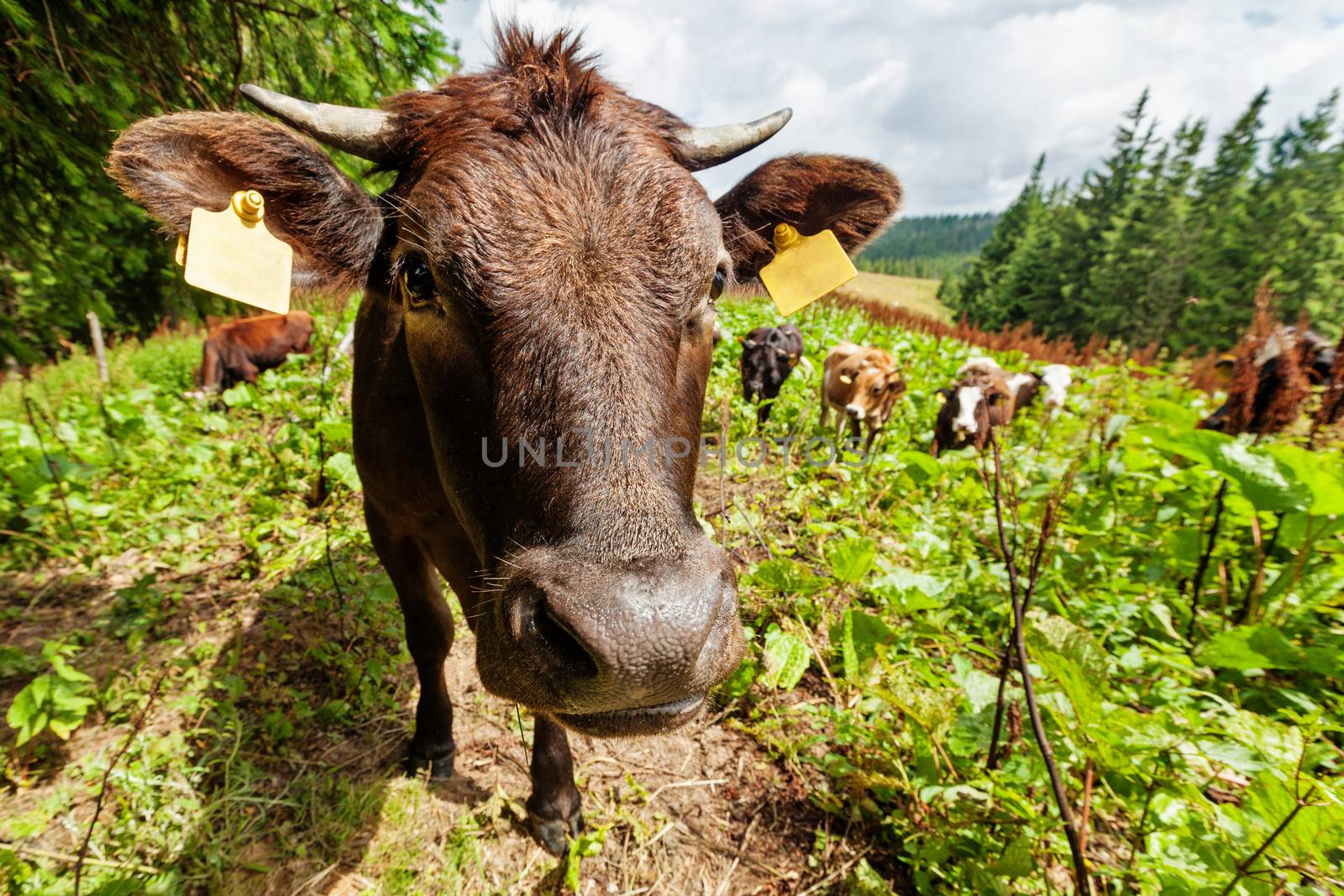 Herd of cows pasturing in highland meadows