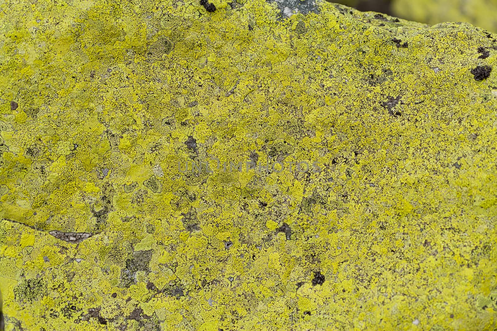 Image of stone surface cowered with moss