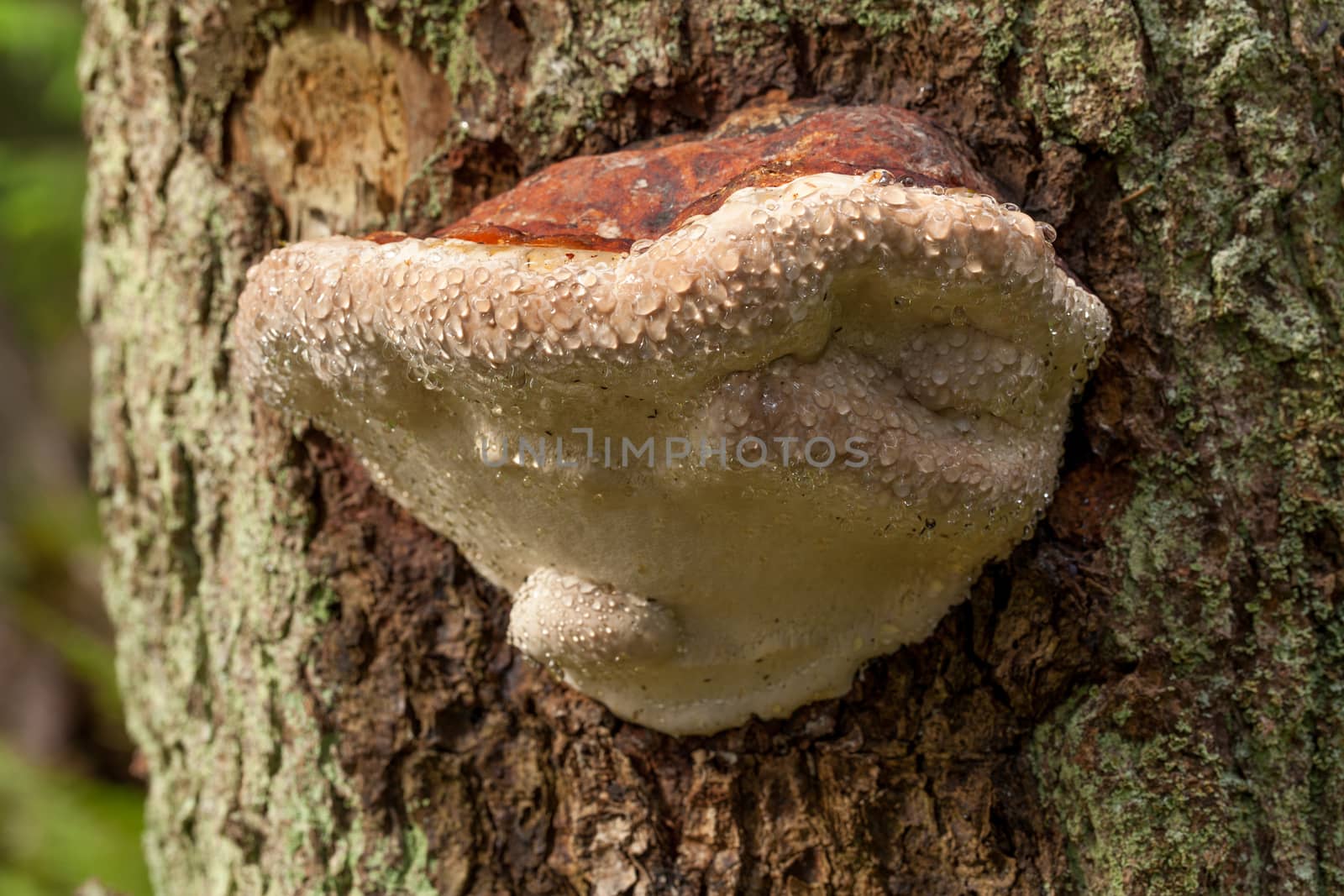 Parasitic mushroom by igor_stramyk