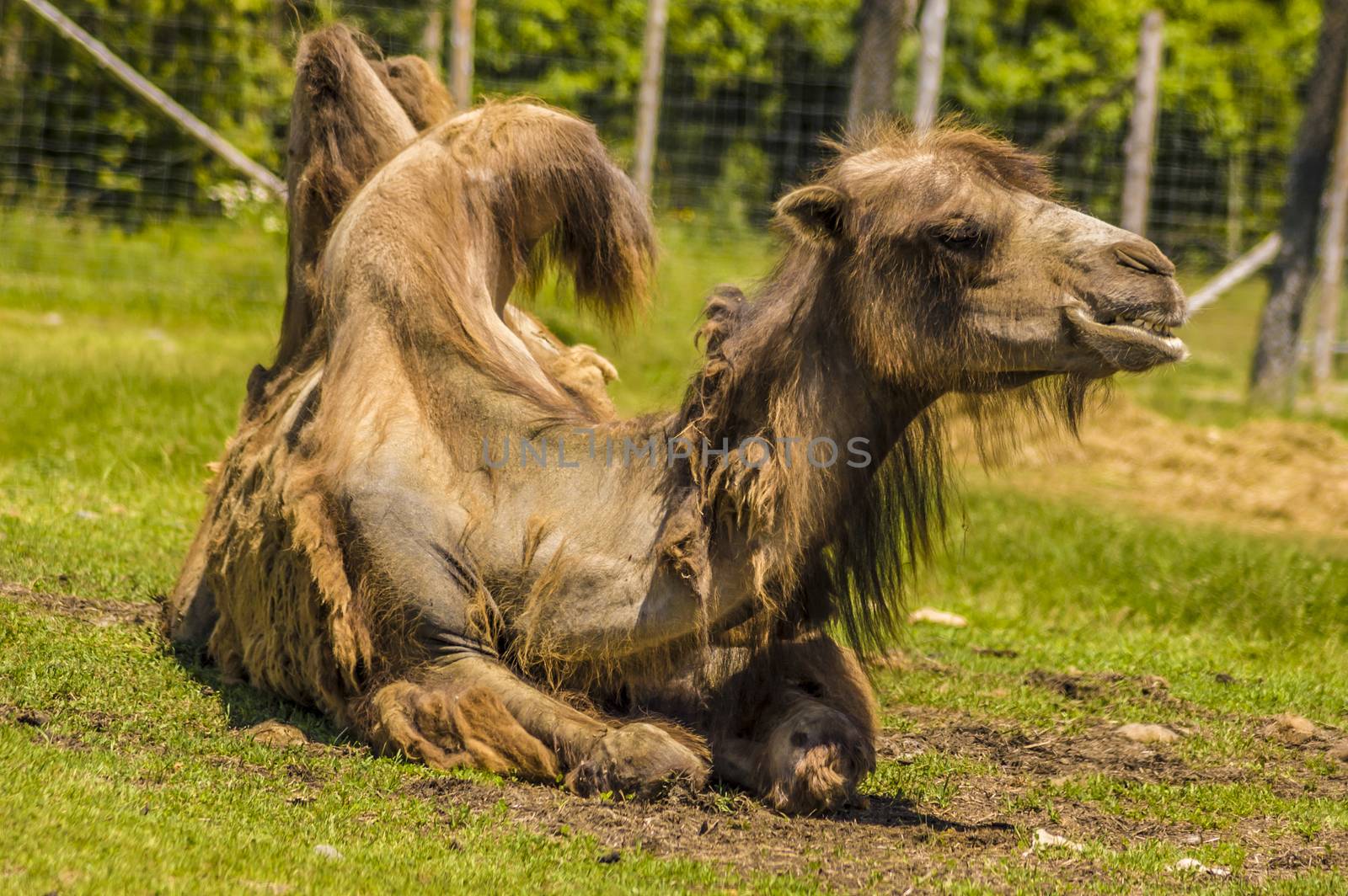 view of a camel laying in the grass