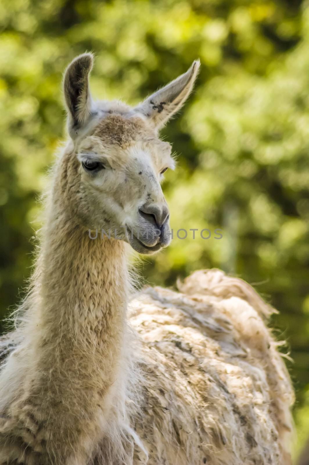 close-up shot of a llama with blurry background