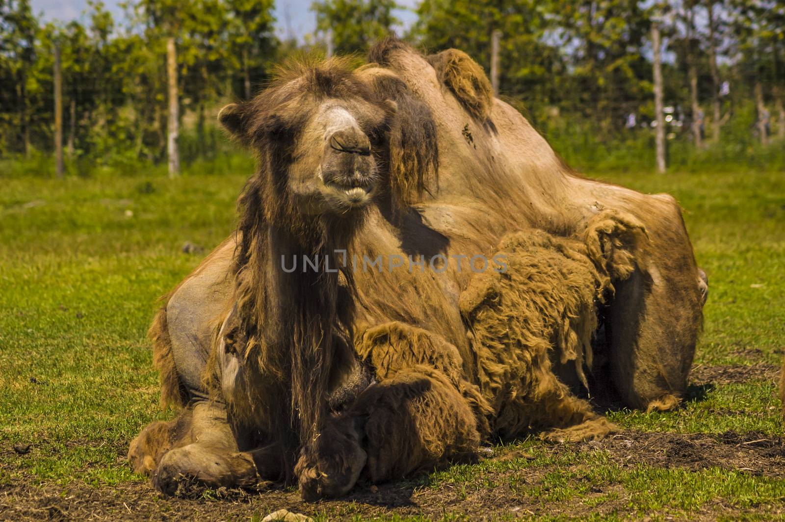 view of a camel laying in the grass