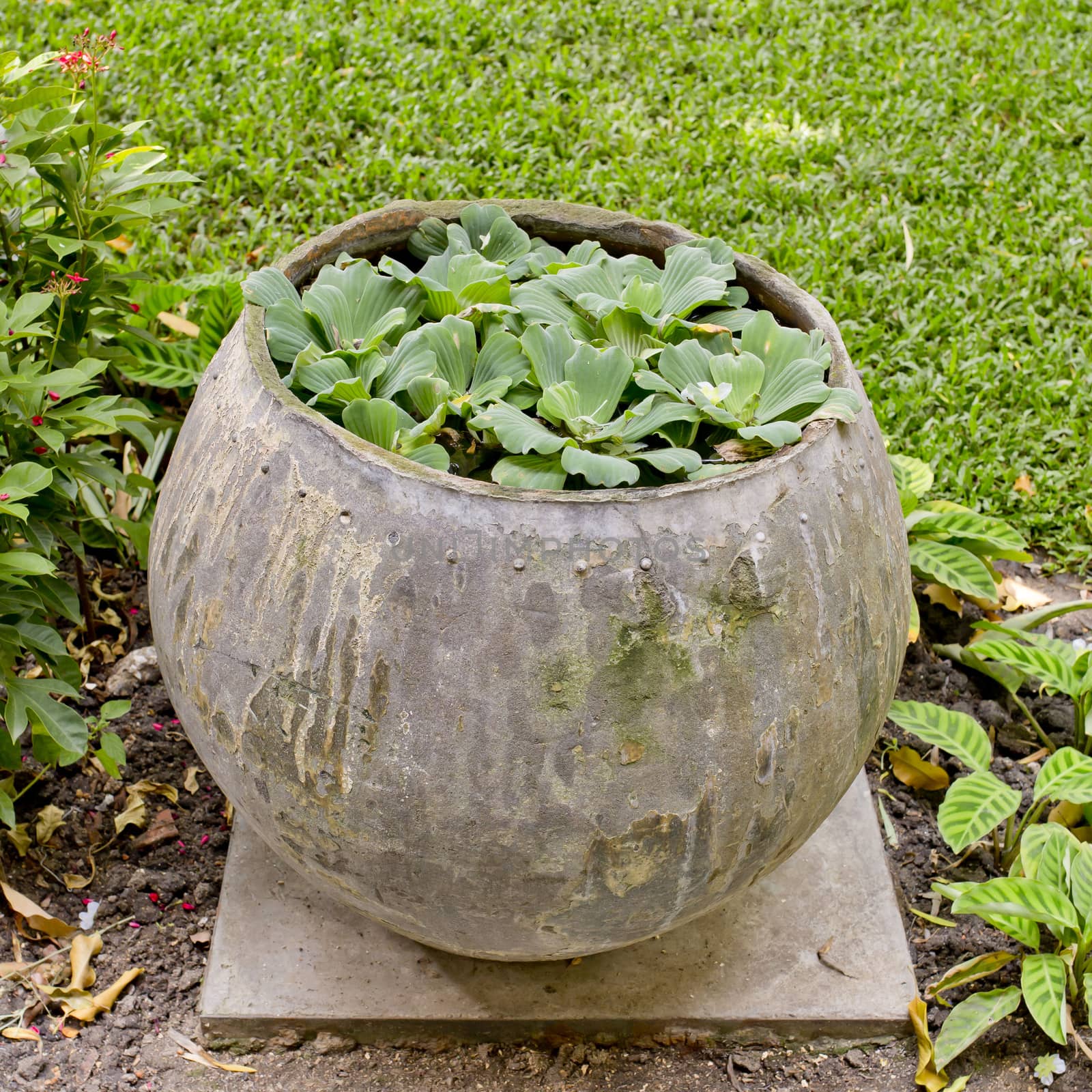 small plants are planting in water jar in the garden. by art9858