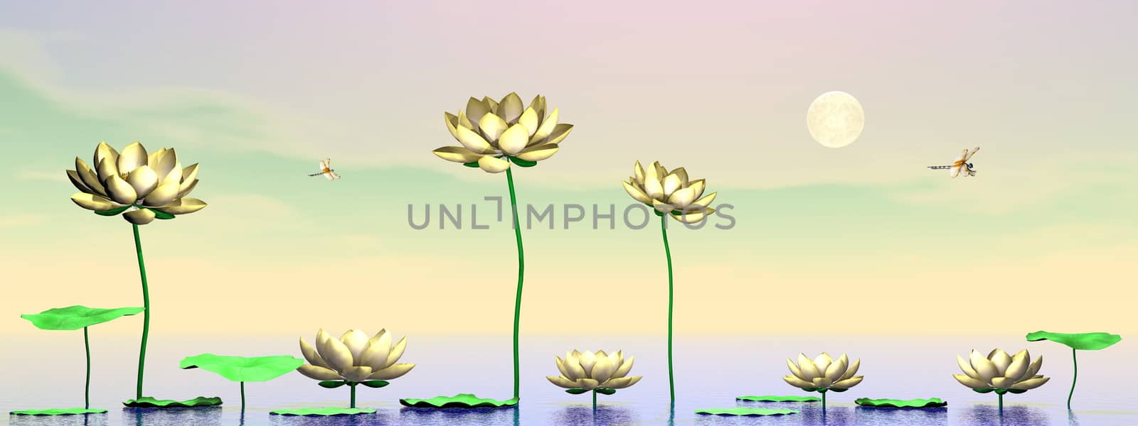 Pink lily flowers and leaves upon water by clear night with full moon - 3D render