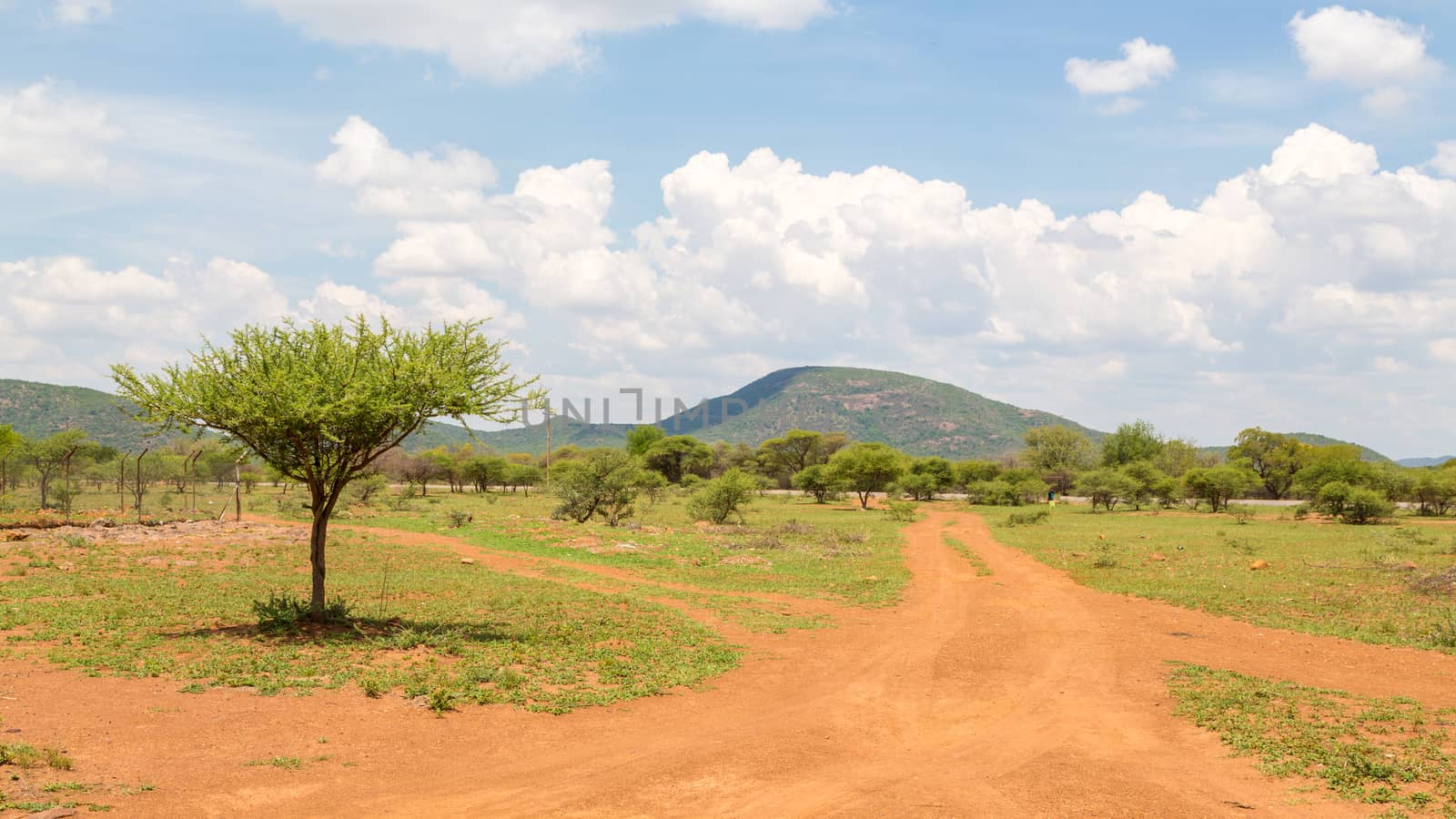 Shrubs which are the typical vegetation common in the dry savannah grasslands of Botswana