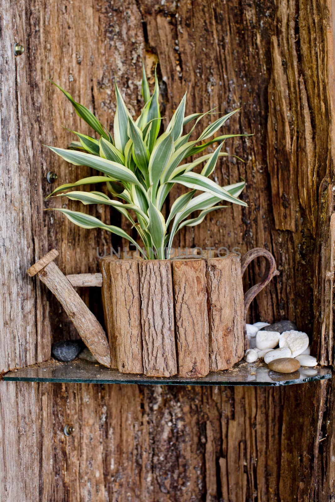 Small tree is in wooden flowerpot with wooden background.