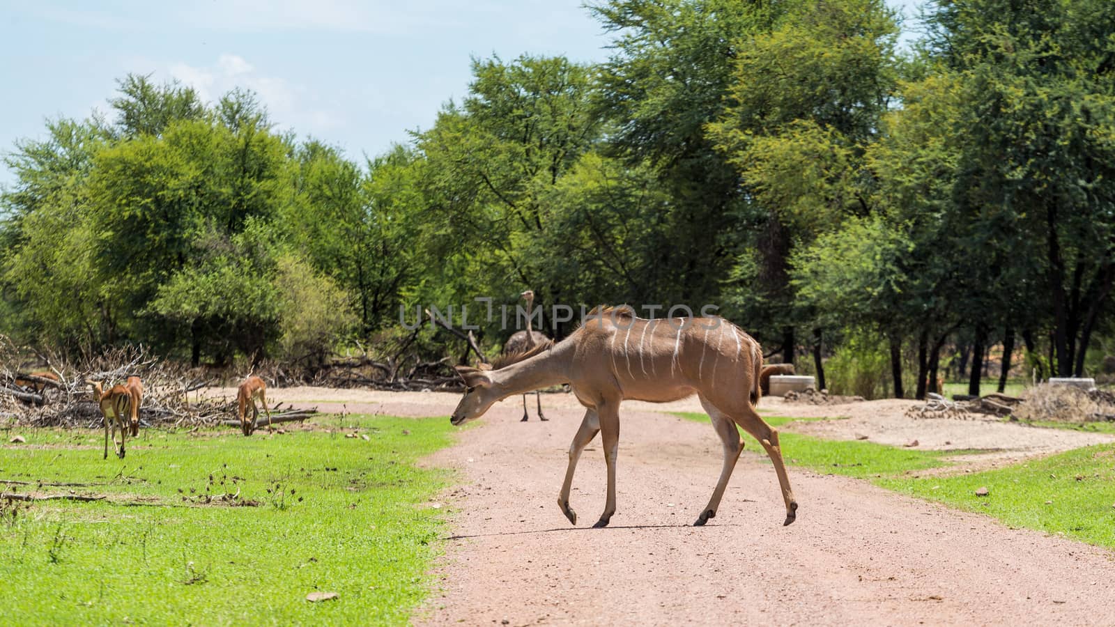 Kudu by derejeb