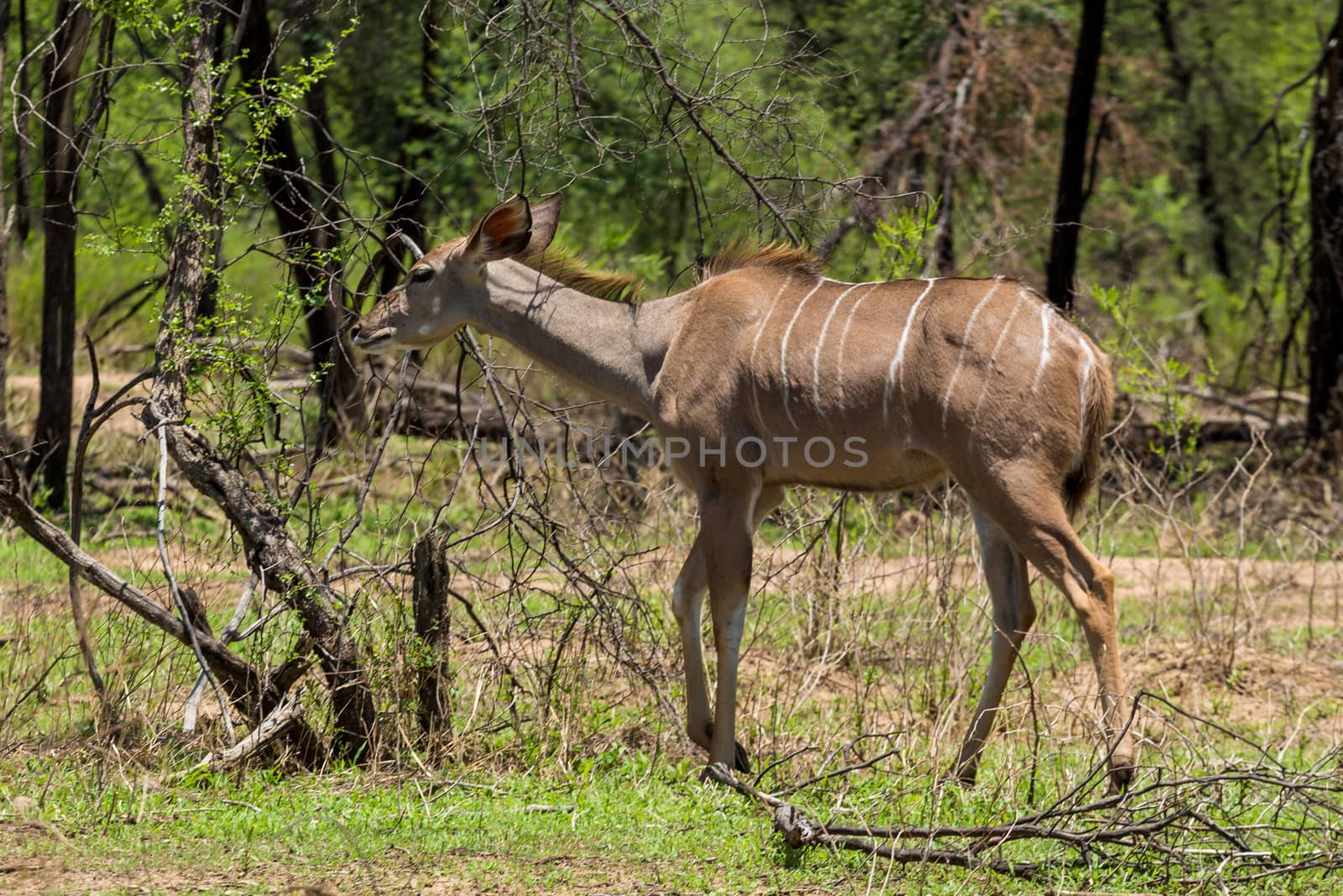 Kudu at the Gaborone Game Reserve in Gaborone, Botswana