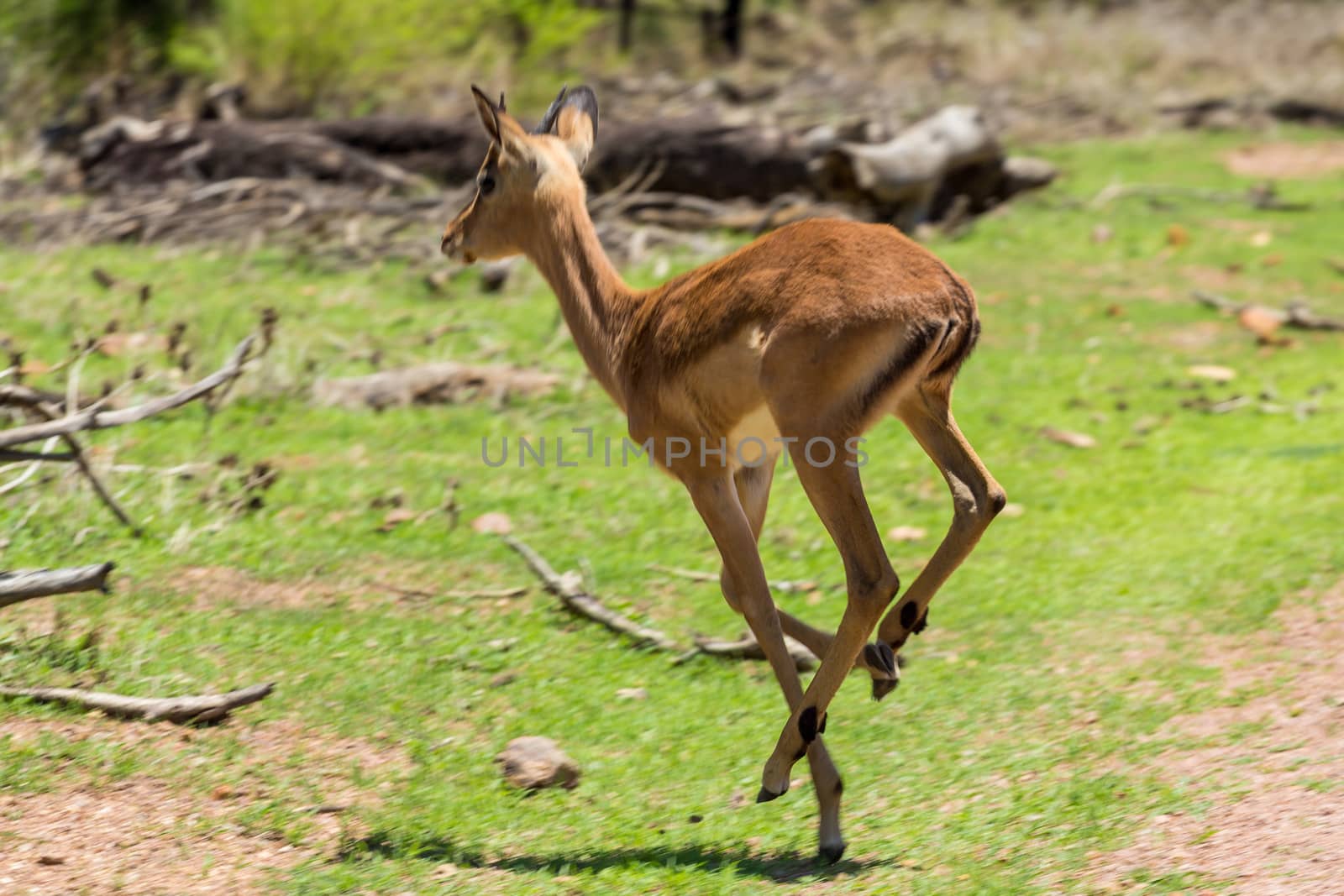 Impala at the Gaborone Game Reserve in Gaborone, Botswana