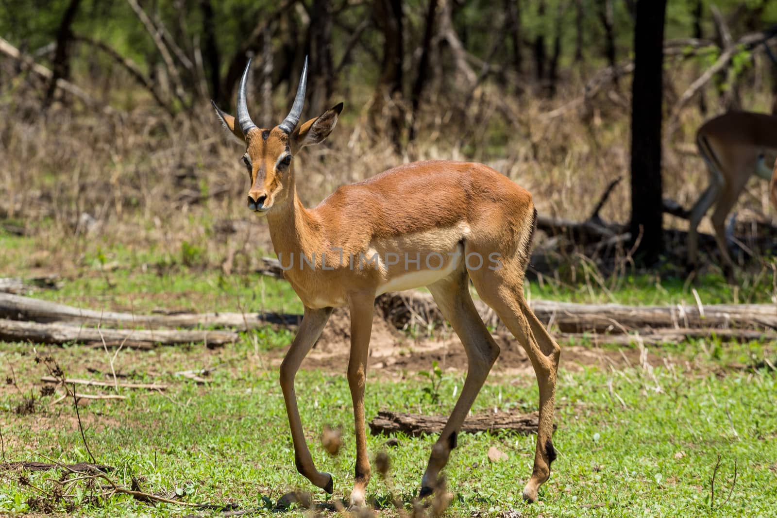 Impala at the Gaborone Game Reserve in Gaborone, Botswana