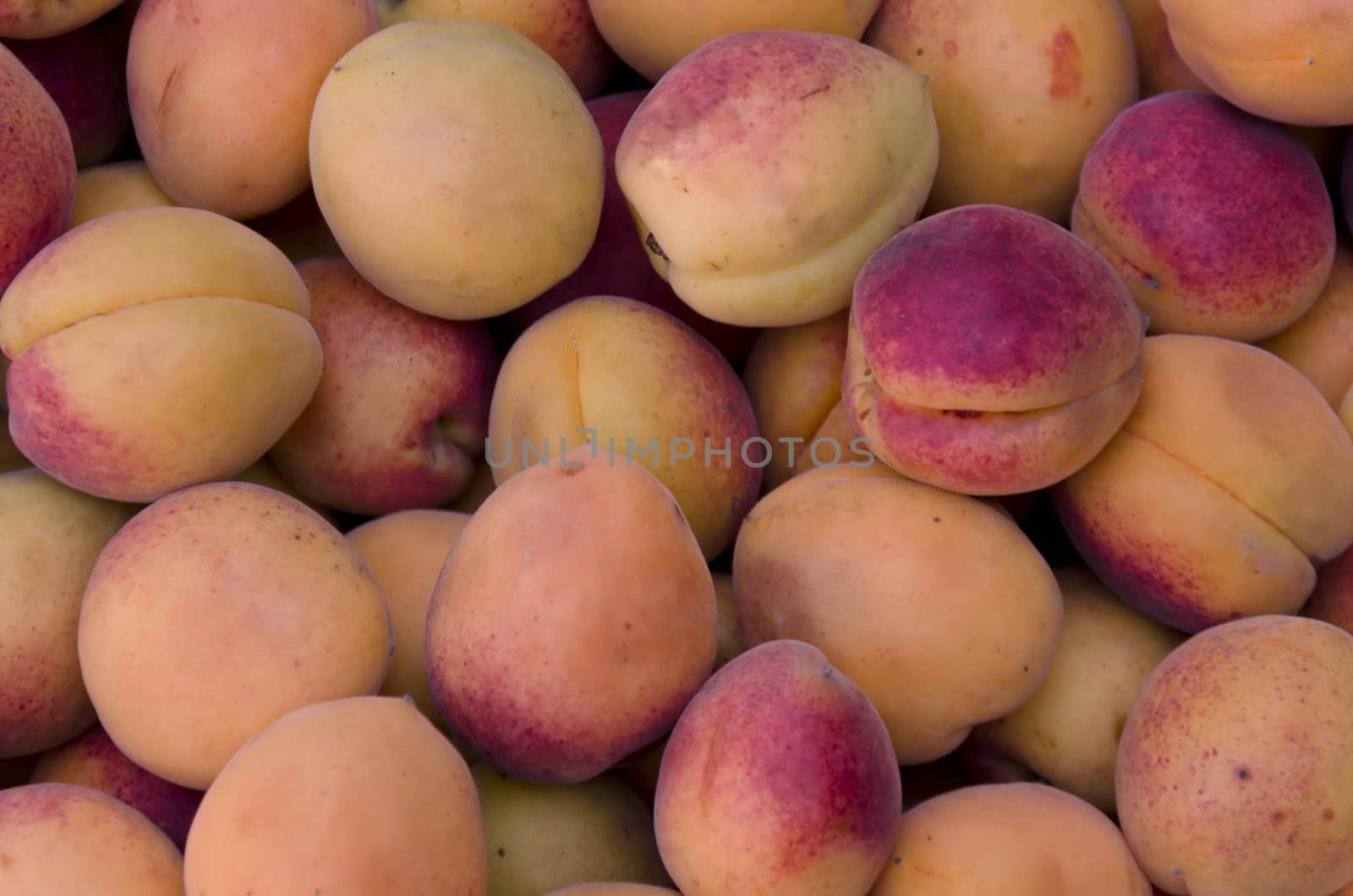 Group of much fresh ripe apricot fruits