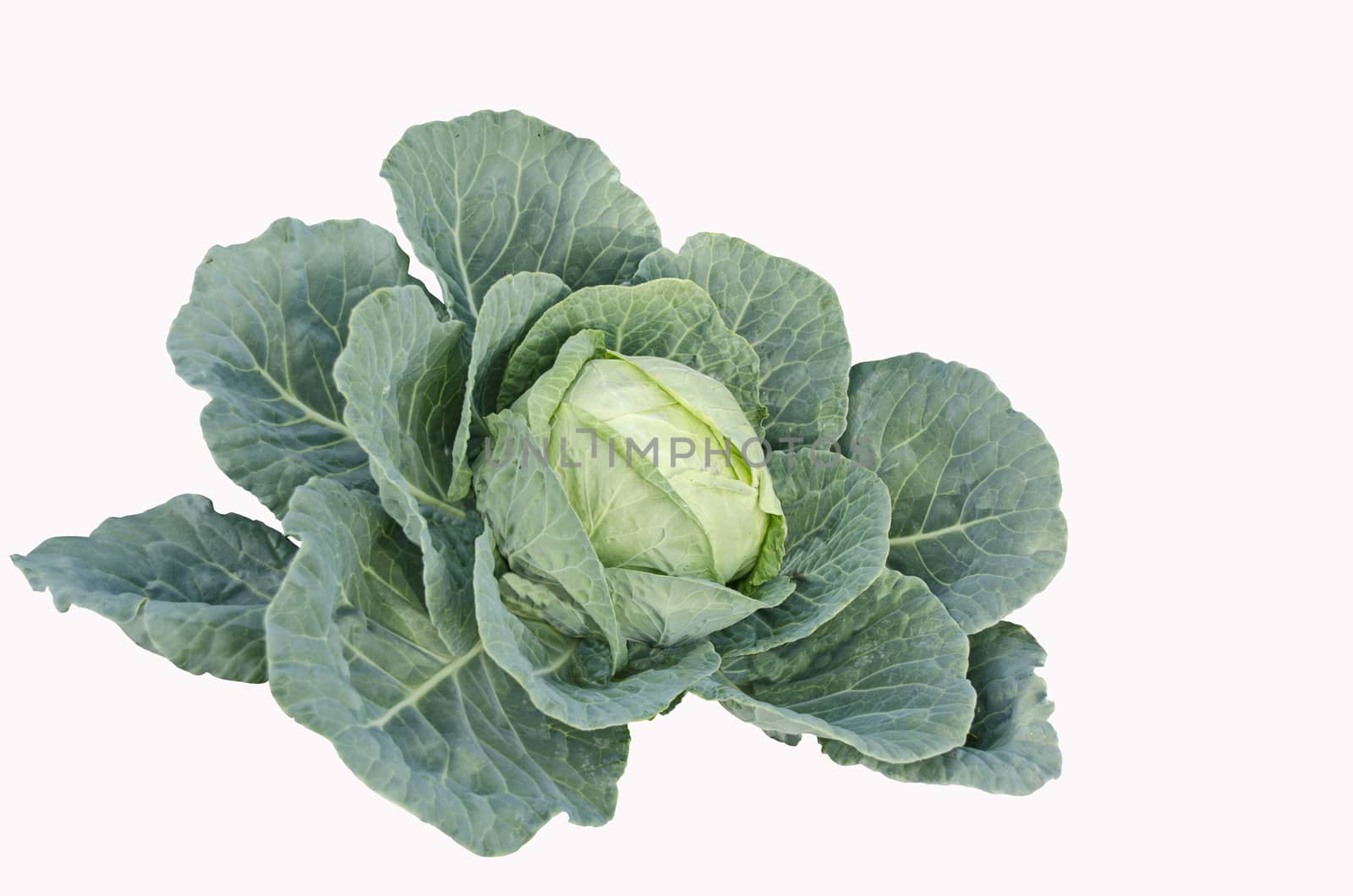 Cabbage vegetable with leaves, isolated on white background