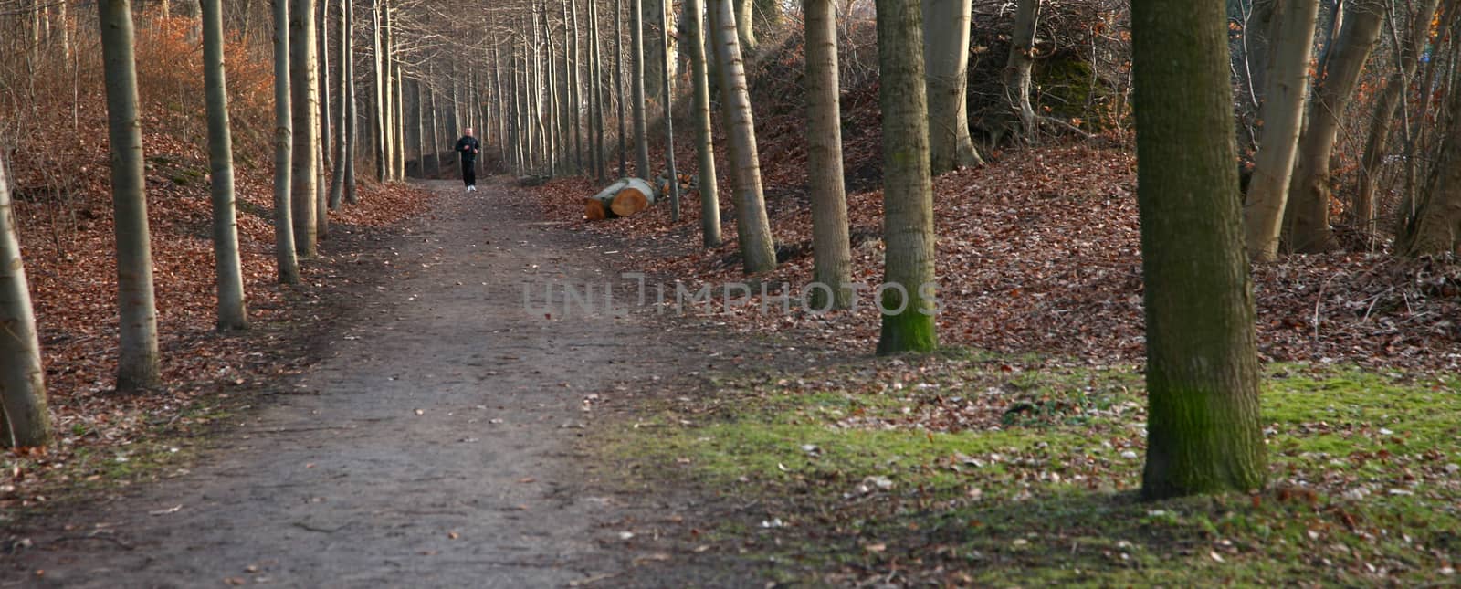 forest , alley to the forest in Denmark at the end of the winter season
