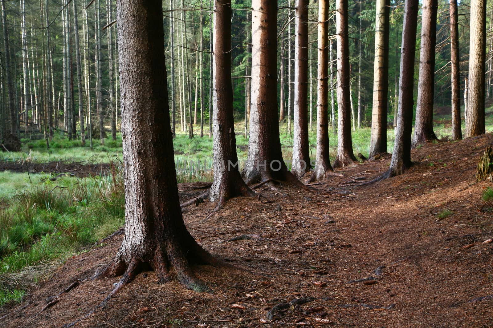 forest landscape from denmark in spring