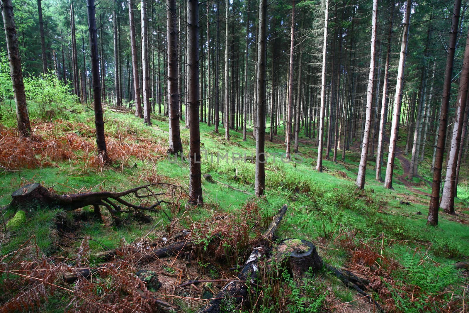 forest landscape from denmark in spring