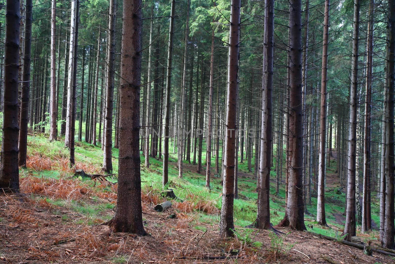 forest landscape from denmark in spring