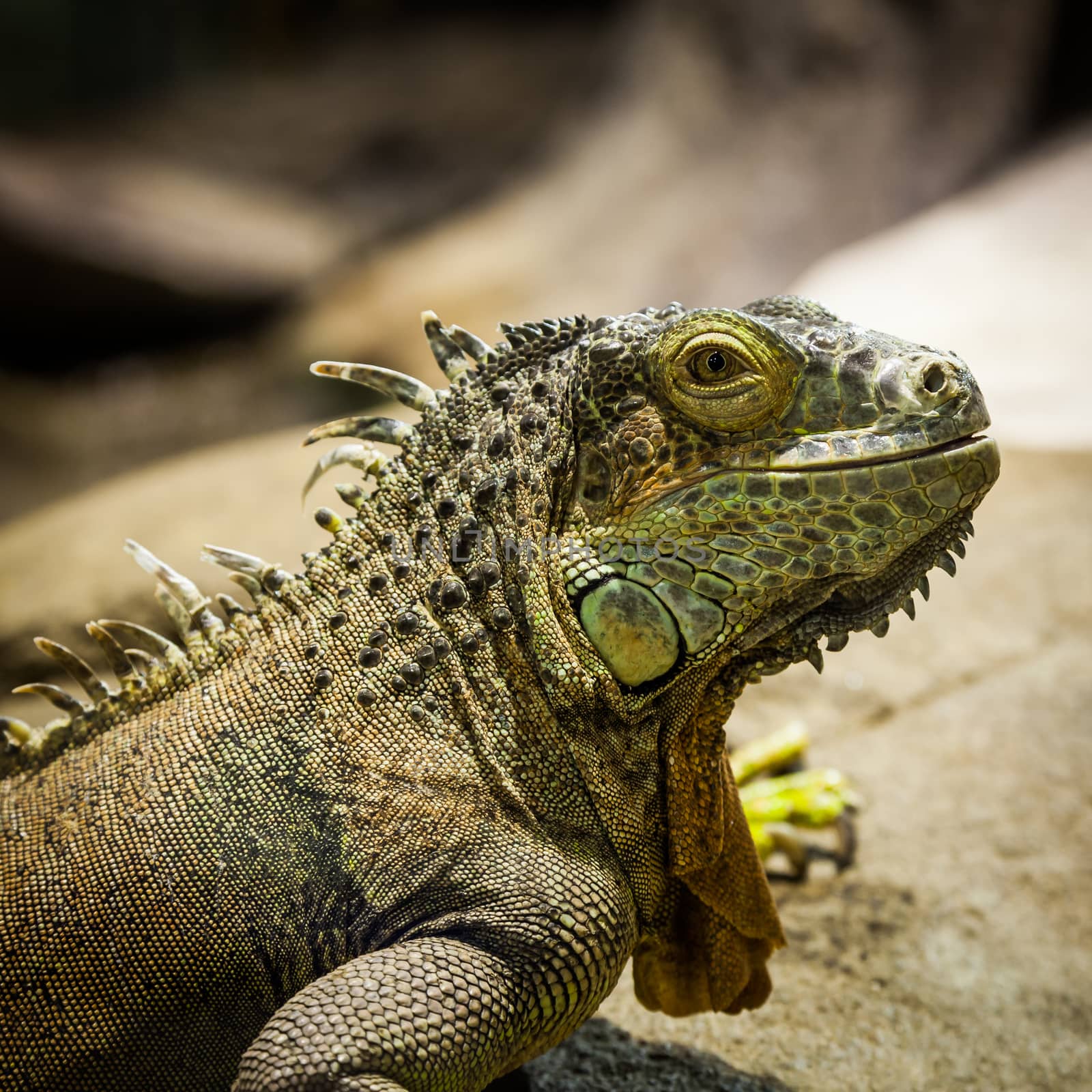 Latin name: Iguana Iguana. Size 150 cm totalling