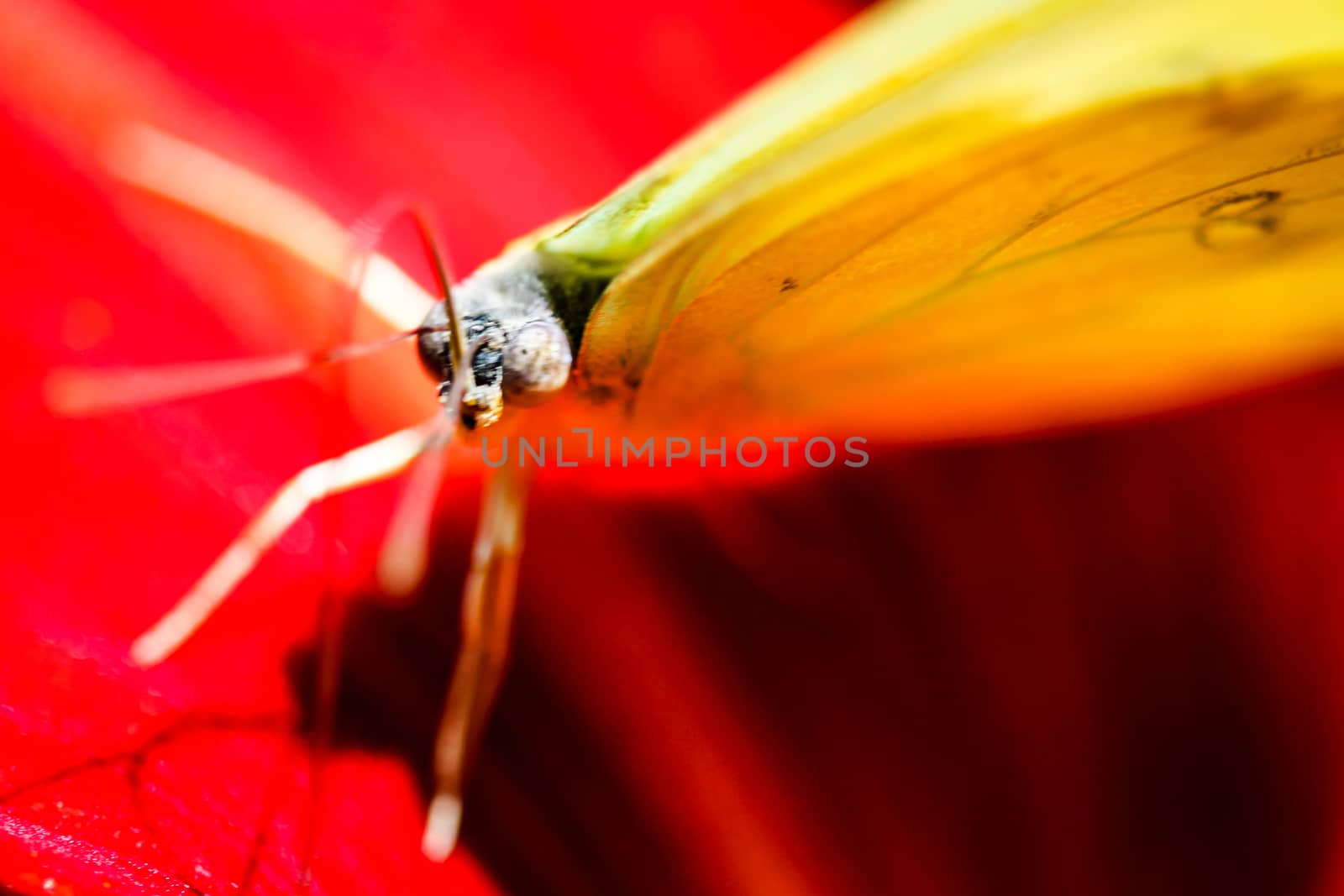 A colorful Cloudless Sulphur Phoebis Sennae butterfly sitting on a red Lily.