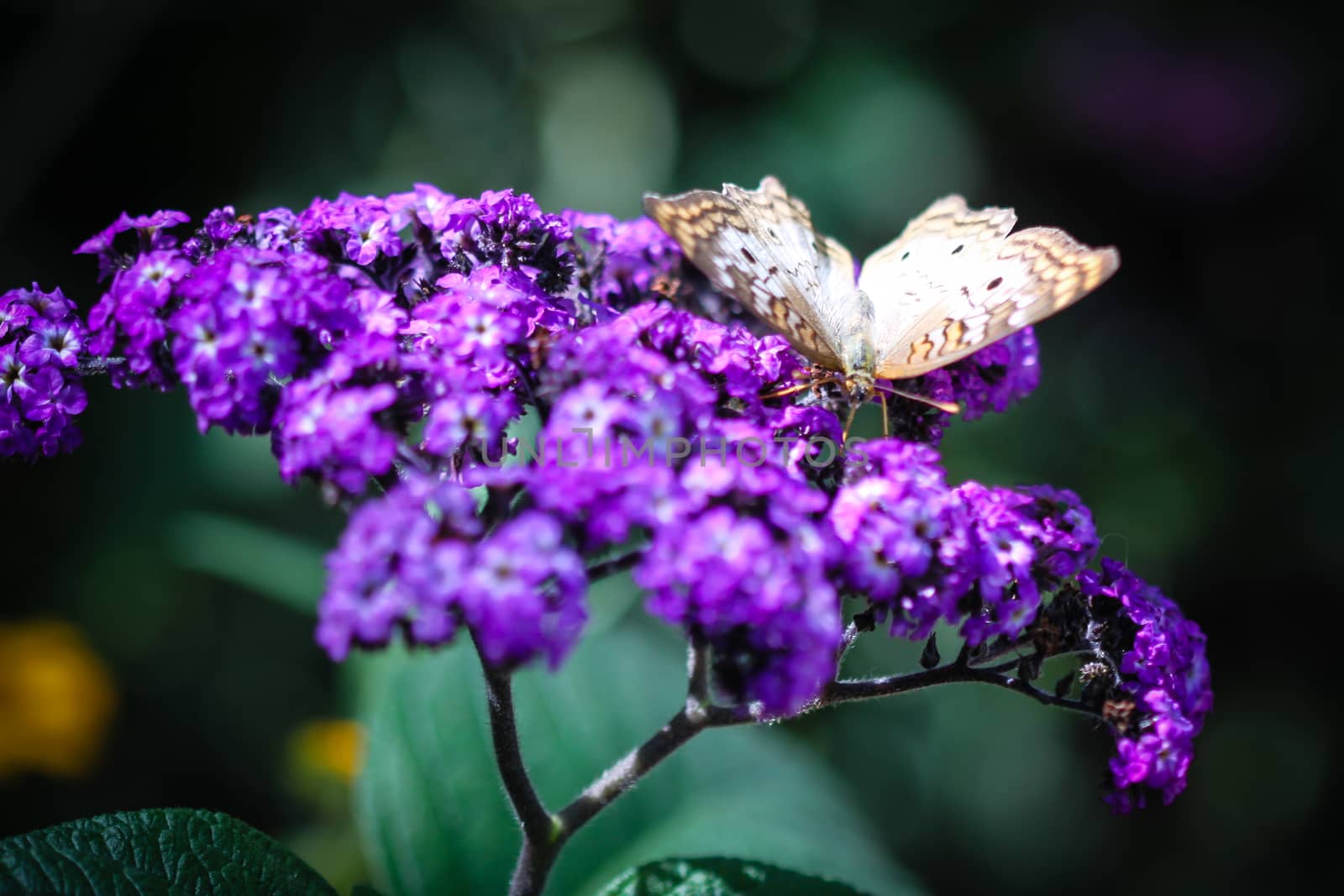 A colorful White Peacock Anartia Jatrophae butterfly.