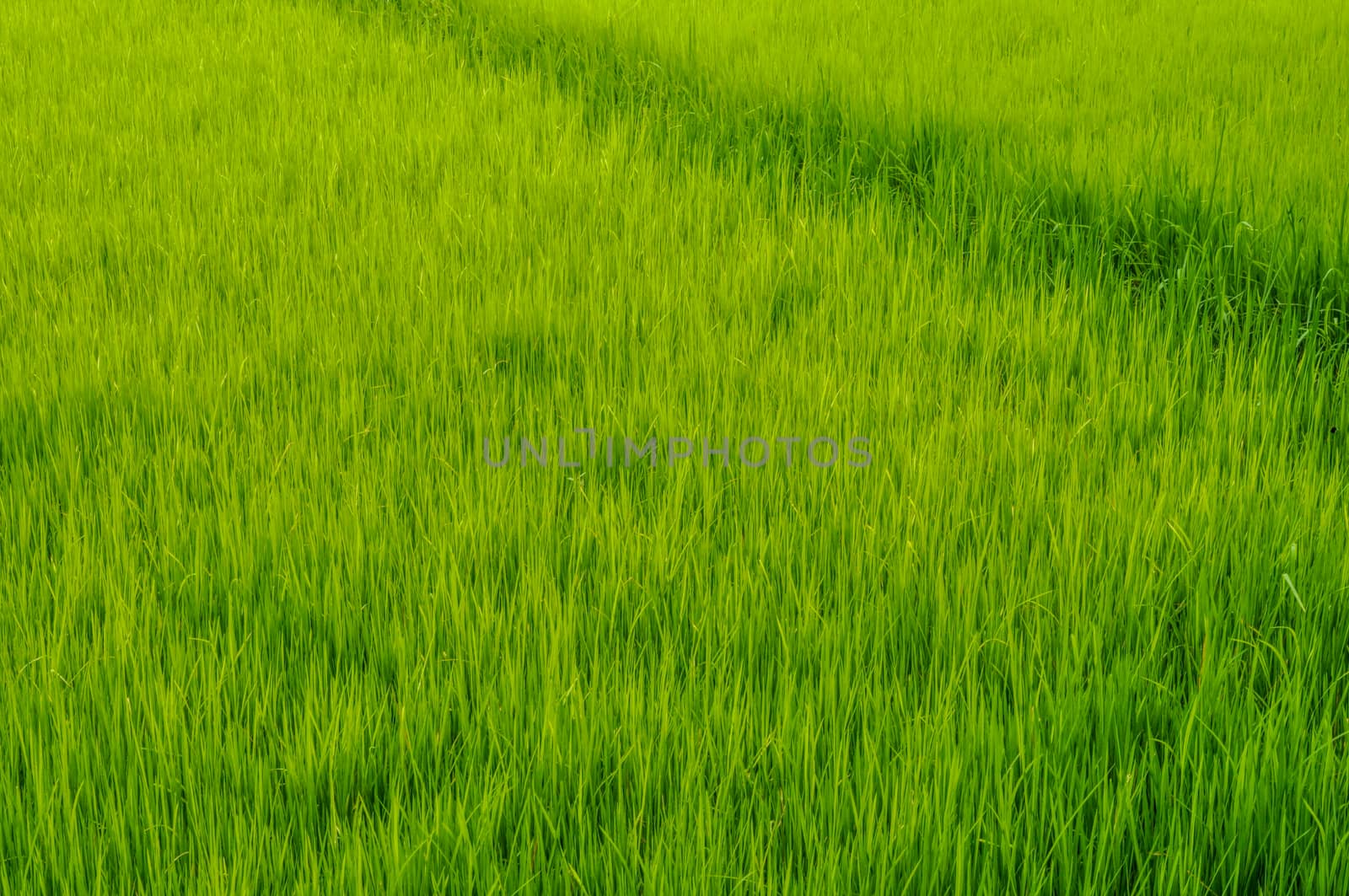 Rice field by MichalKnitl