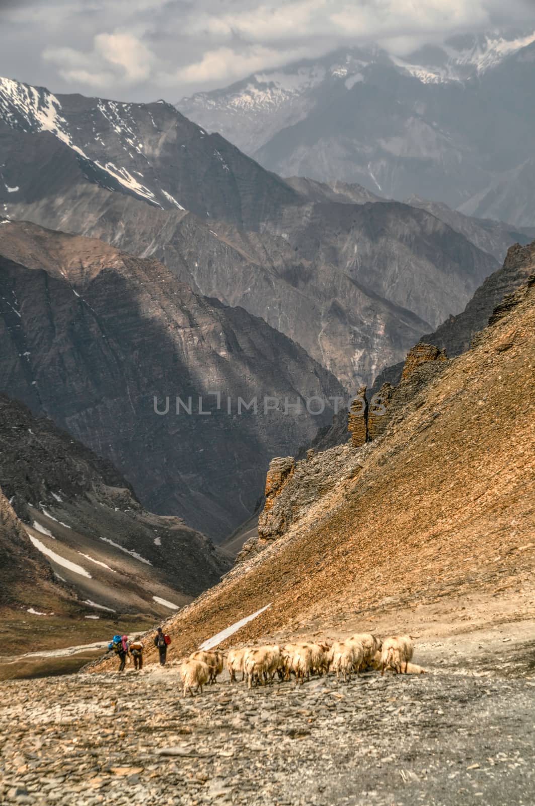 Sheep herd in valley of scenic Himalayas mountains in Nepal
