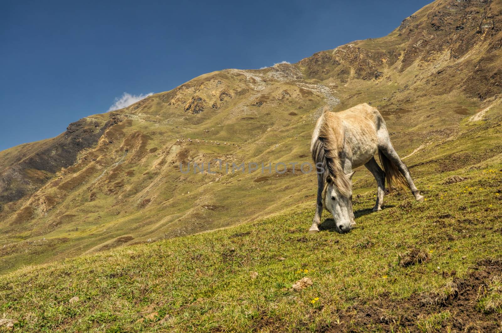 Horse grazing in scenic nepalese countryside