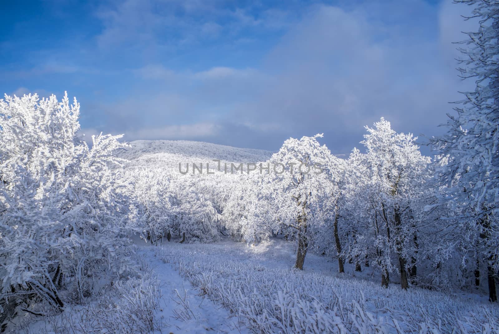 Picturesque white winter in forests of Slovakia