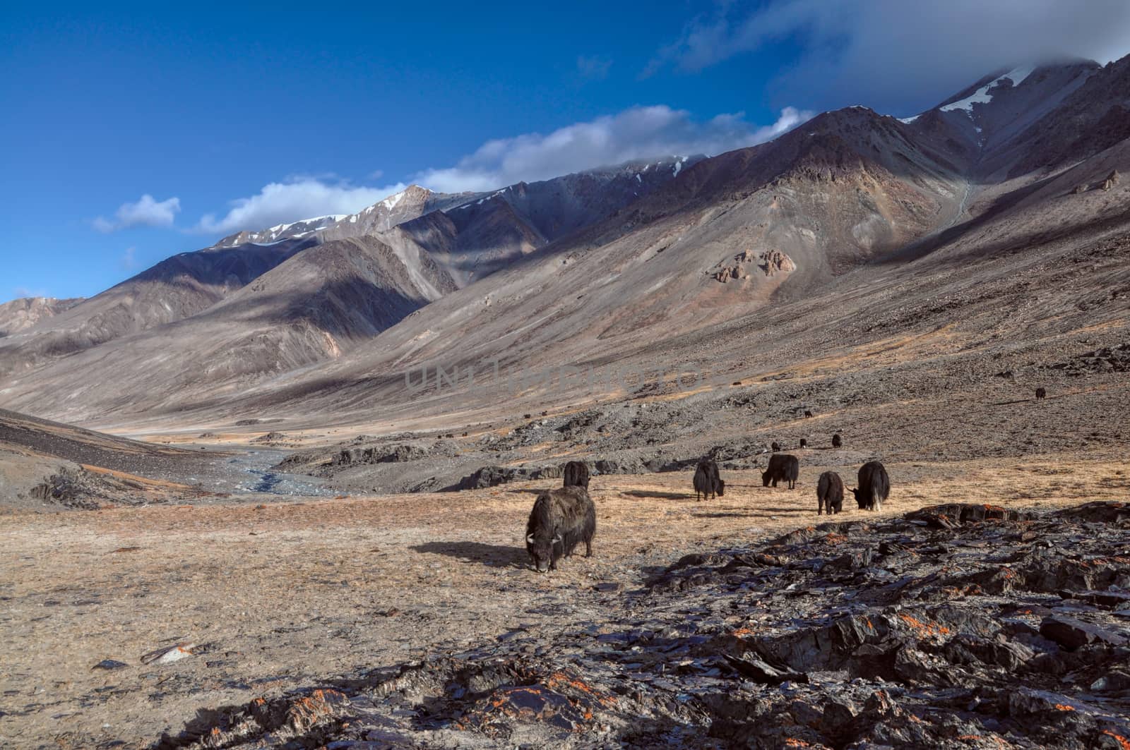 Yaks in Tajikistan by MichalKnitl