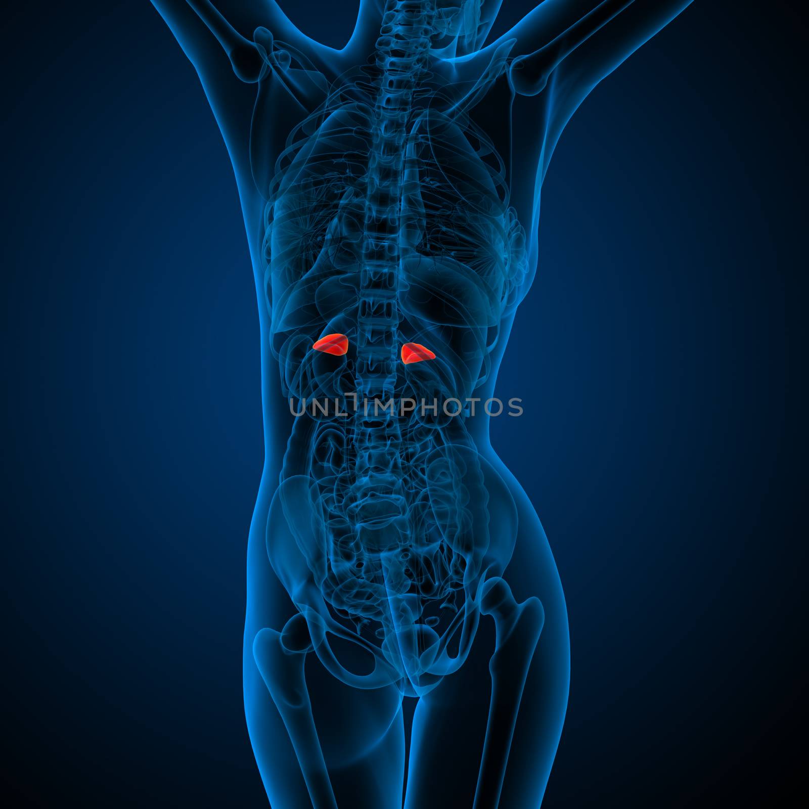 3d render medical illustration of the human adrenal glands - back view