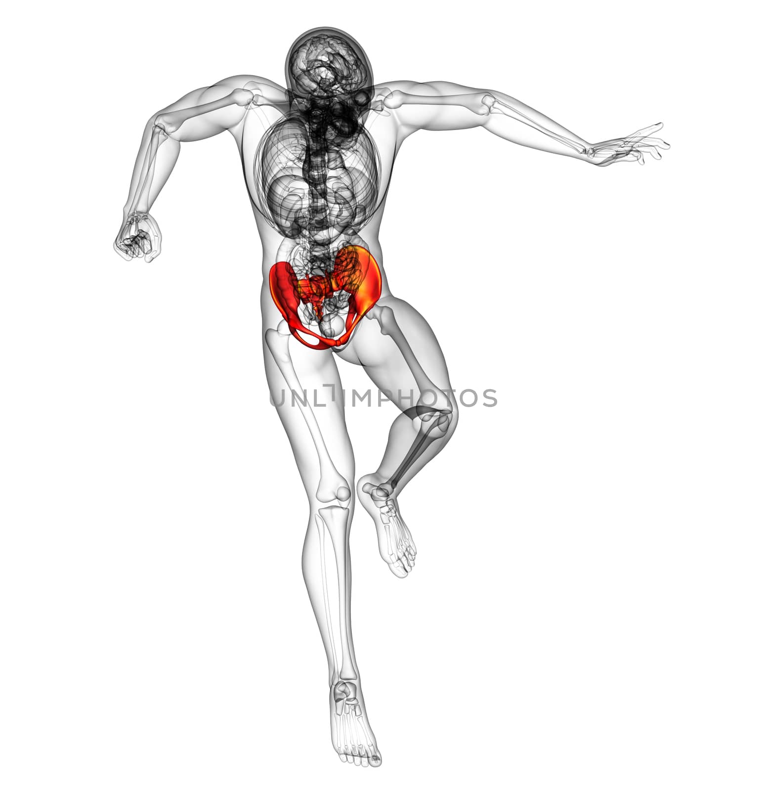 3d render medical illustration of the hip bone - front view