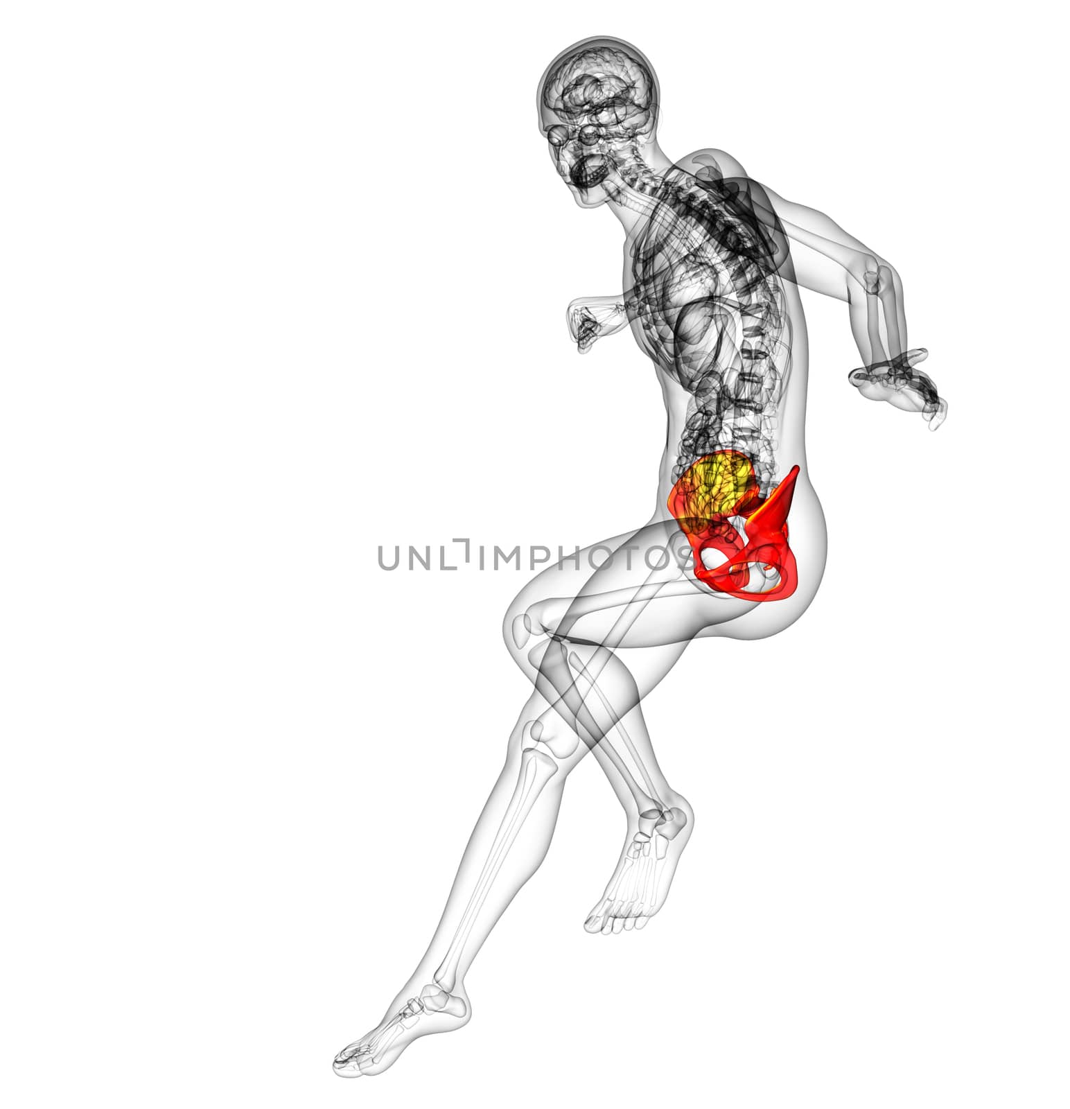 3d render medical illustration of the hip bone - side view
