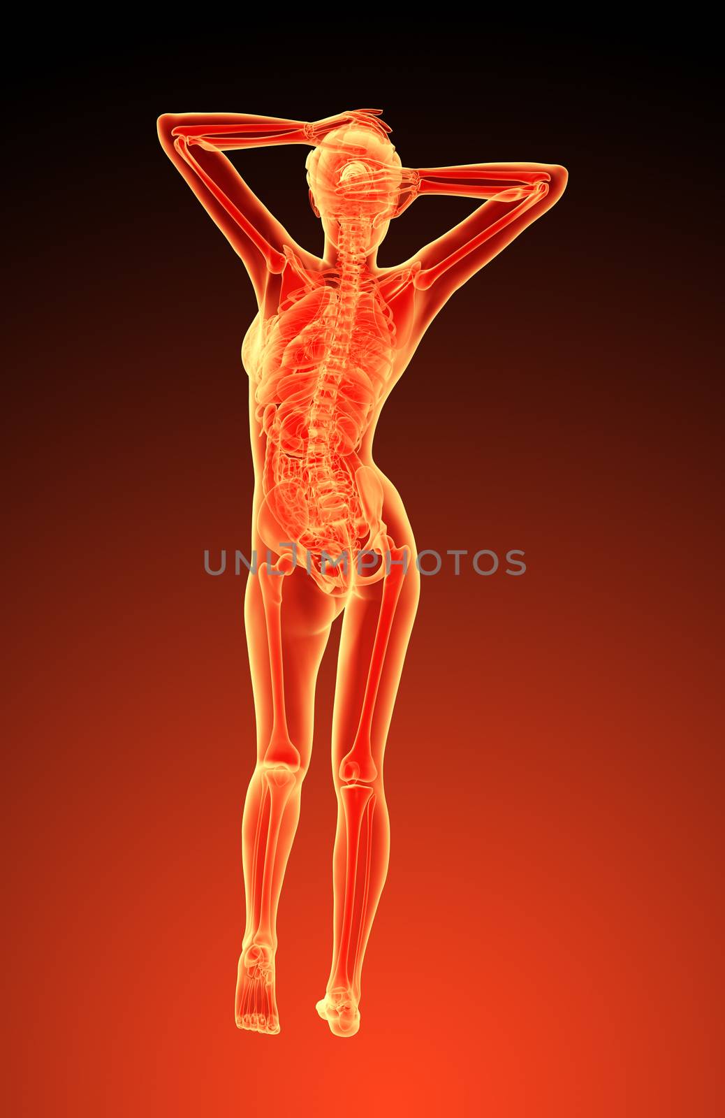 3d render illustration of the female anatomy - back view