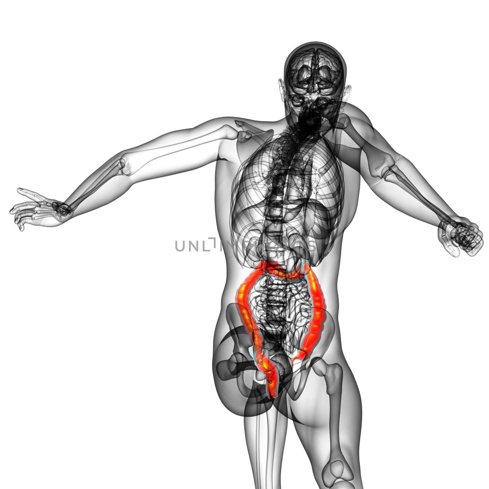 3d render medical illustration of the human larg intestine - back view