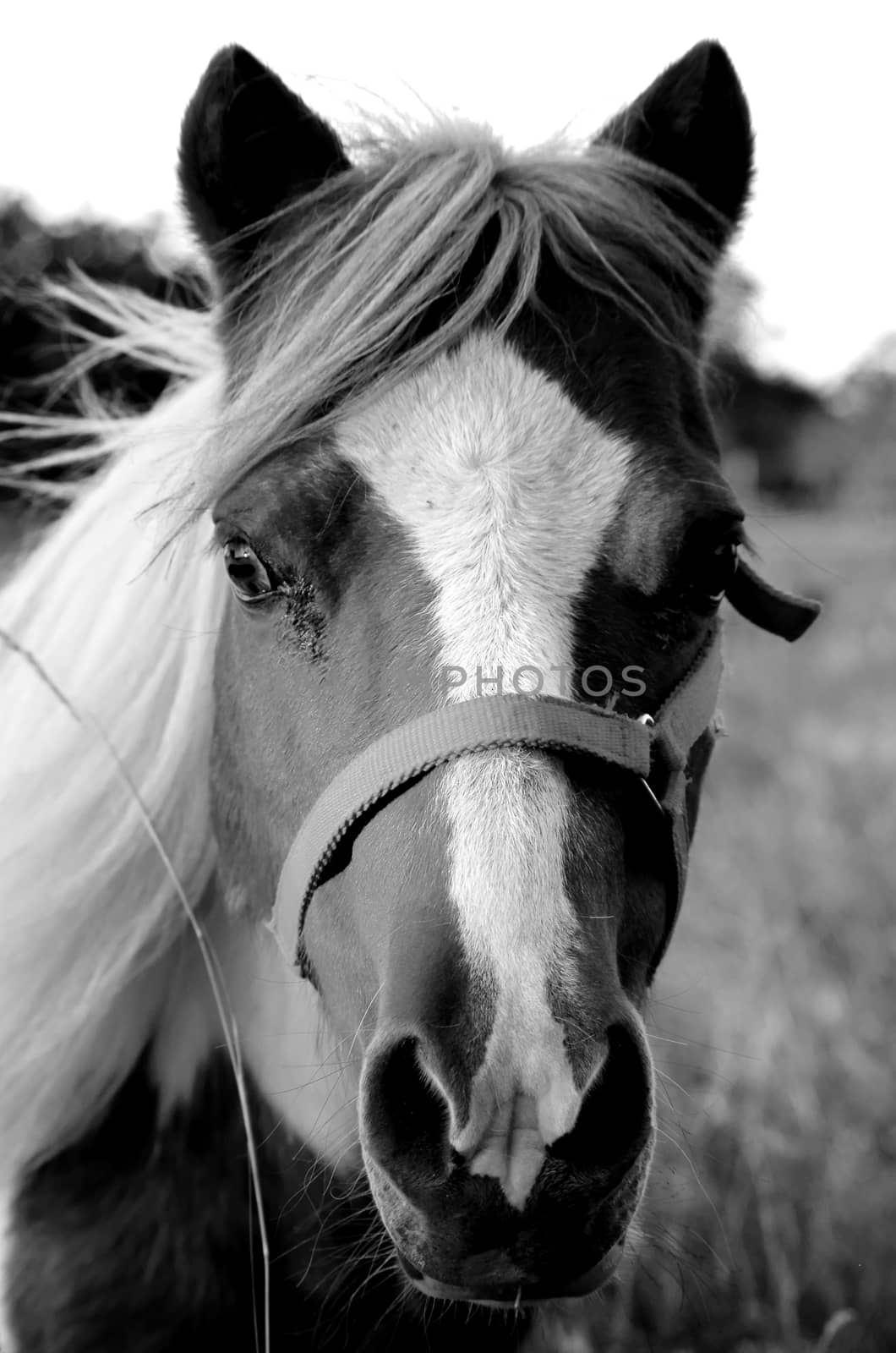 Black and white of a miniature paint horse that senses company.