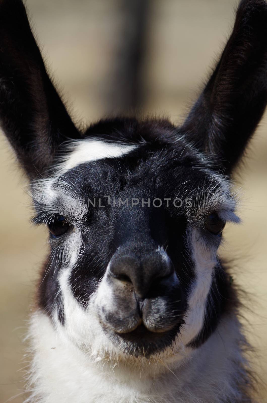 Jethro the Llama Watches Viewer Intently by zfirefly7