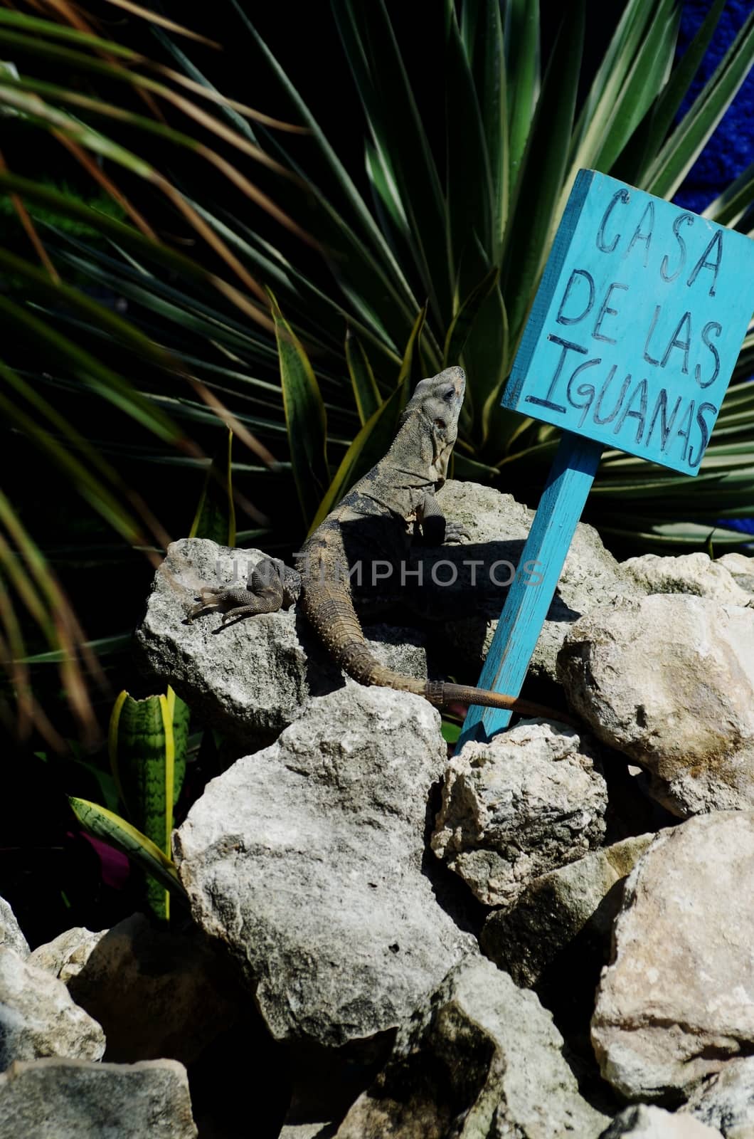 An iguana rests on top of a pile of rocks with a blue sign indicating its home.