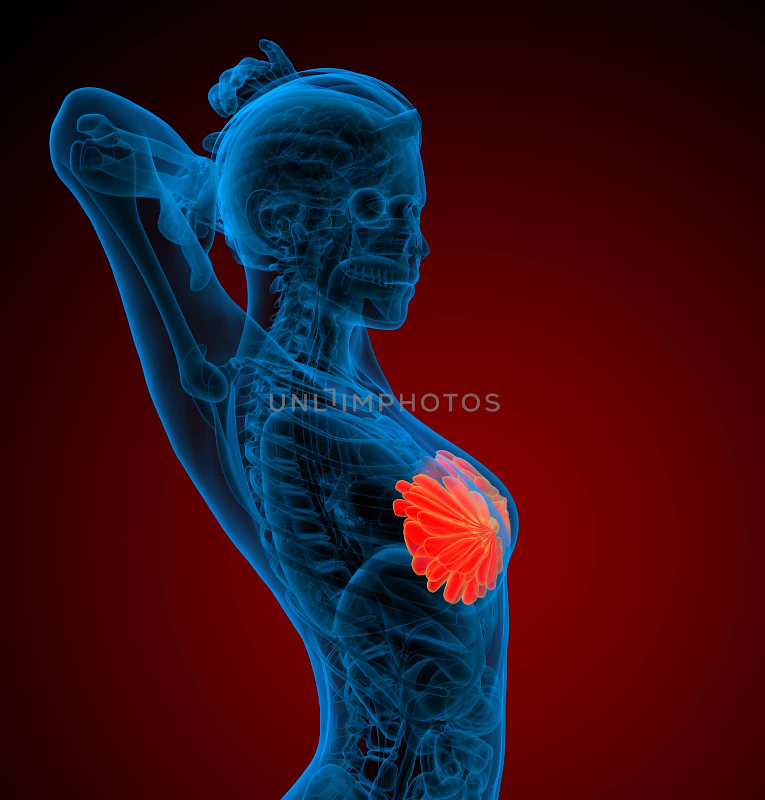 3d render medical illustration of the human breast - side view