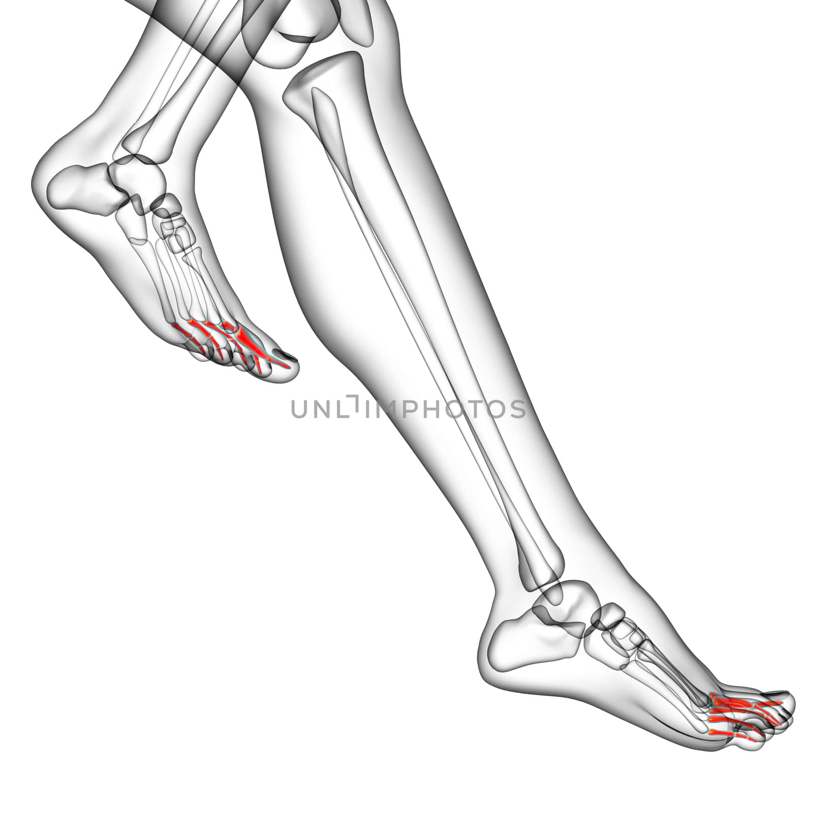 3d render medical illustration of the phalanges foot - side view