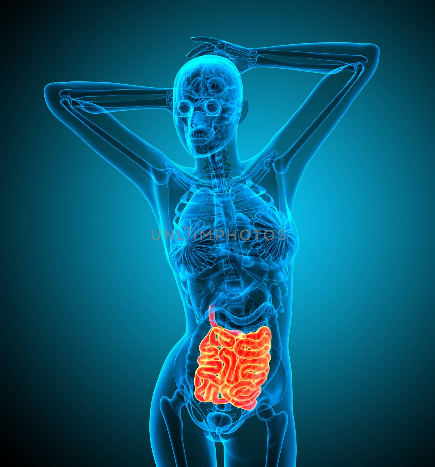 3d render illustration of the small intestine - front view