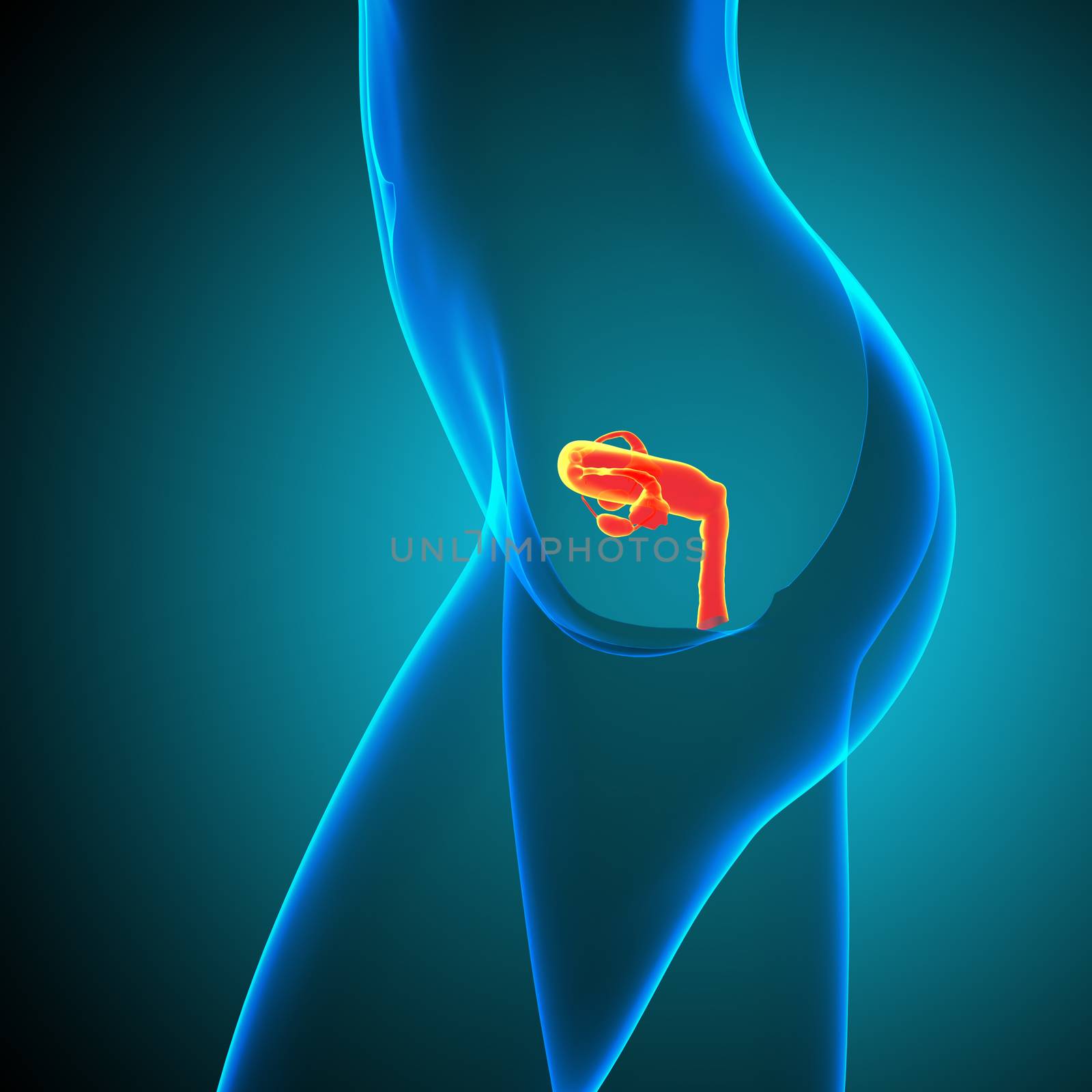3d render medical illustration of the Reproductive System - side view