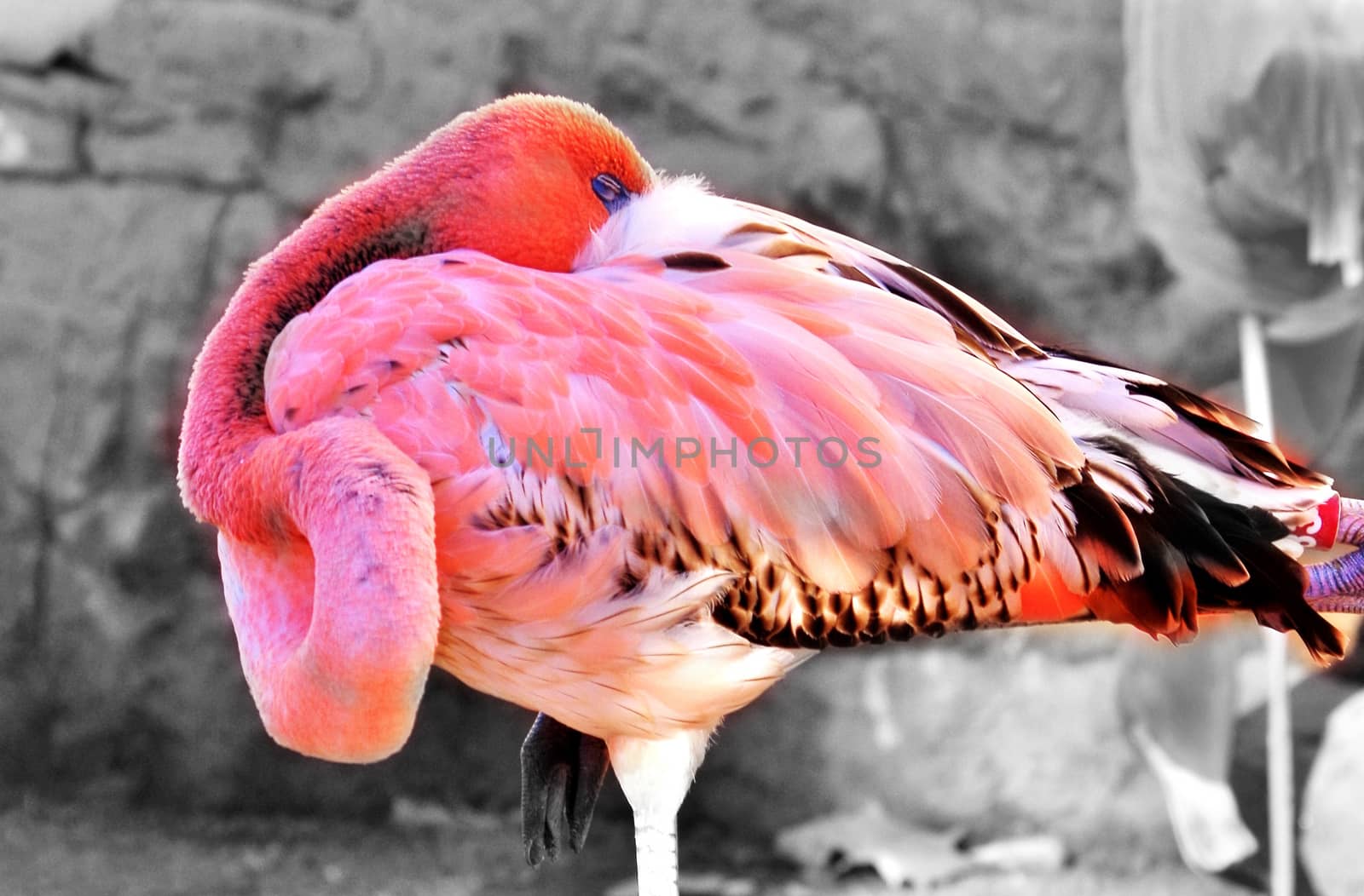 A brightly-colored flamingo against a gray background