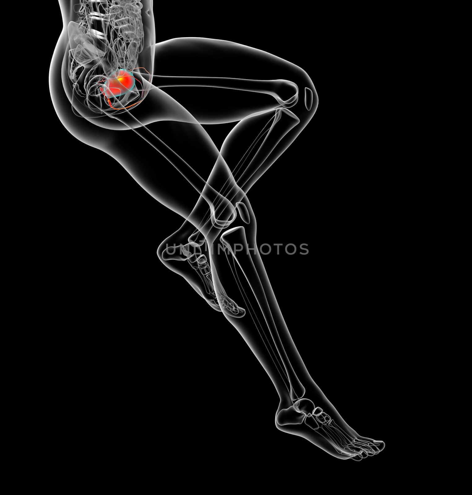 3d render medical illustration of the human bladder - side view