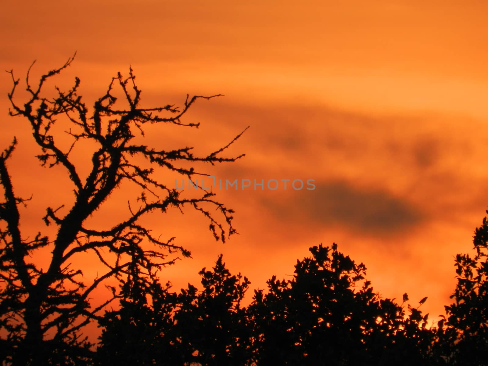 Dead tree limbs reach into an orange October sky