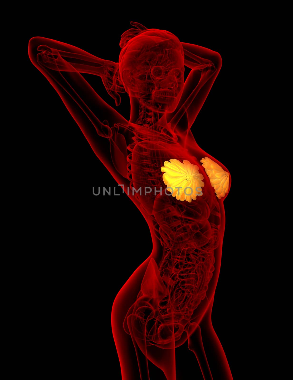 3d render medical illustration of the human breast - side view