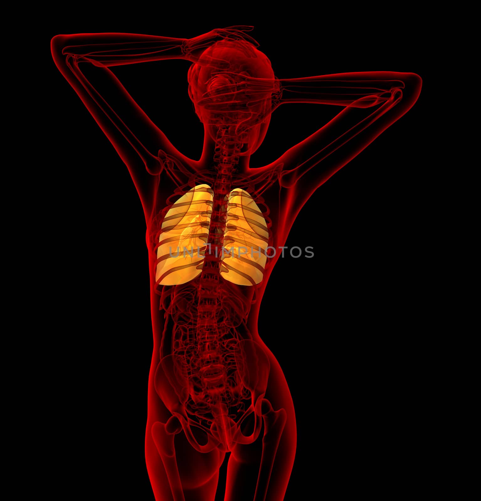 3d render medical illustration of the human lung - back view