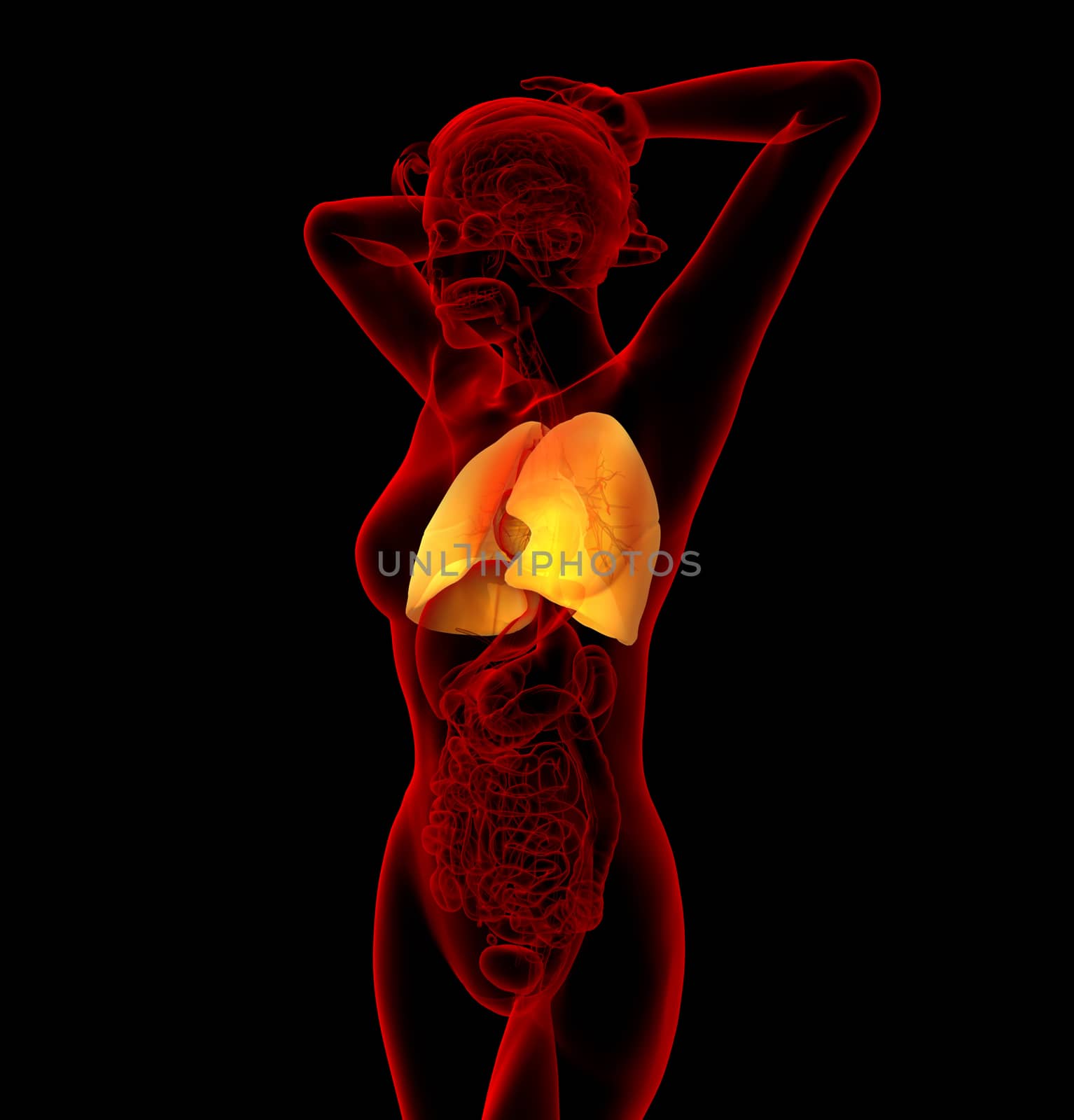 3d render medical illustration of the human lung - side view